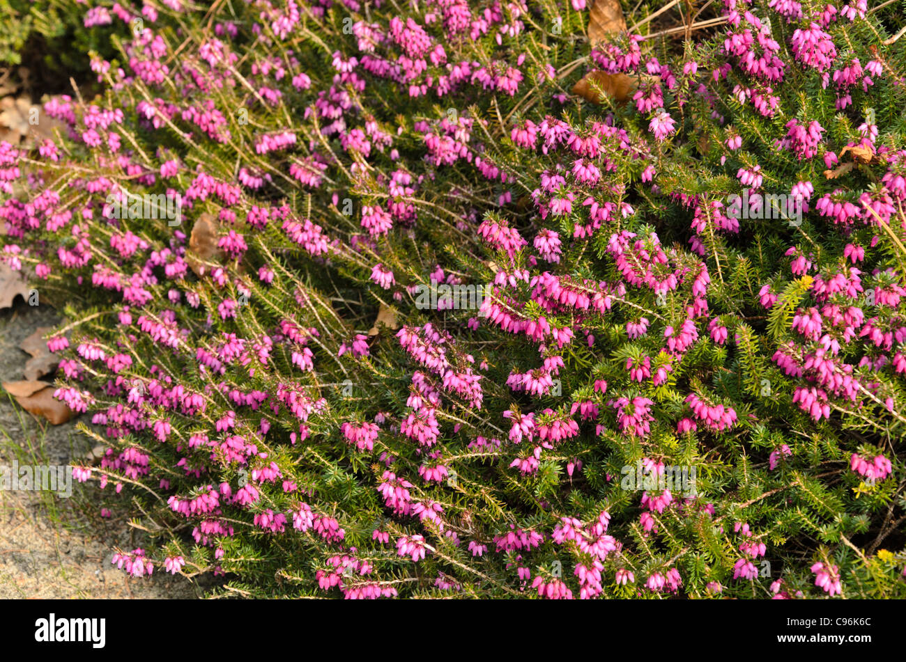 Winter heather (Erica carnea 'Winterfreude' syn. Erica herbacea 'Winterfreude') Stock Photo