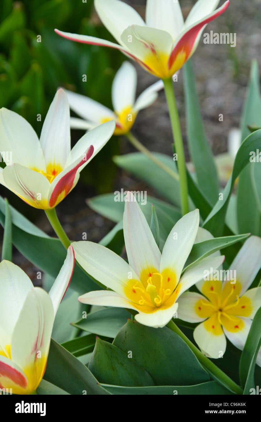 Kaufmanniana tulip (Tulipa The First) Stock Photo