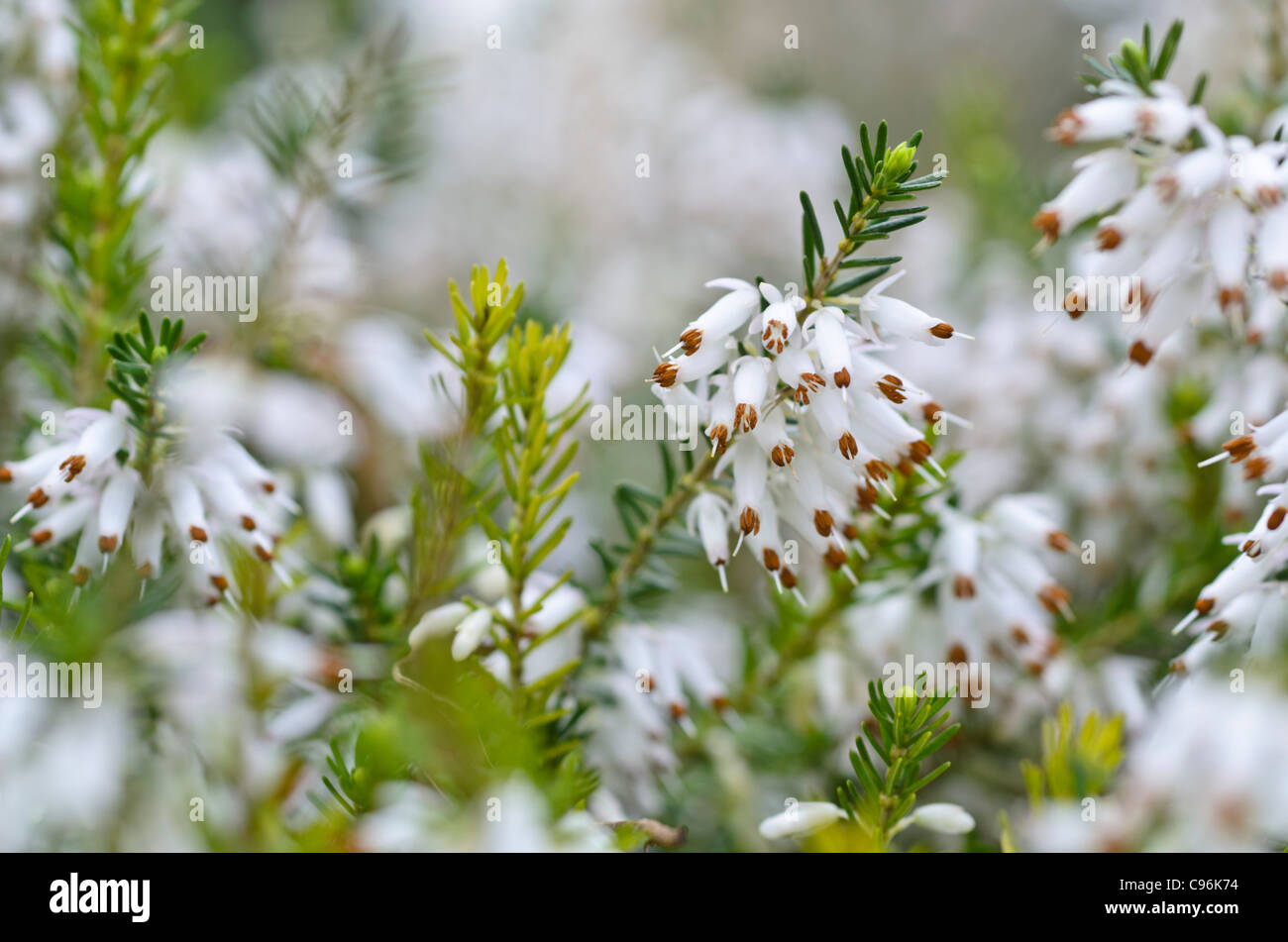Winter heather (Erica carnea 'Springwood White' syn. Erica herbacea 'Springwood White') Stock Photo
