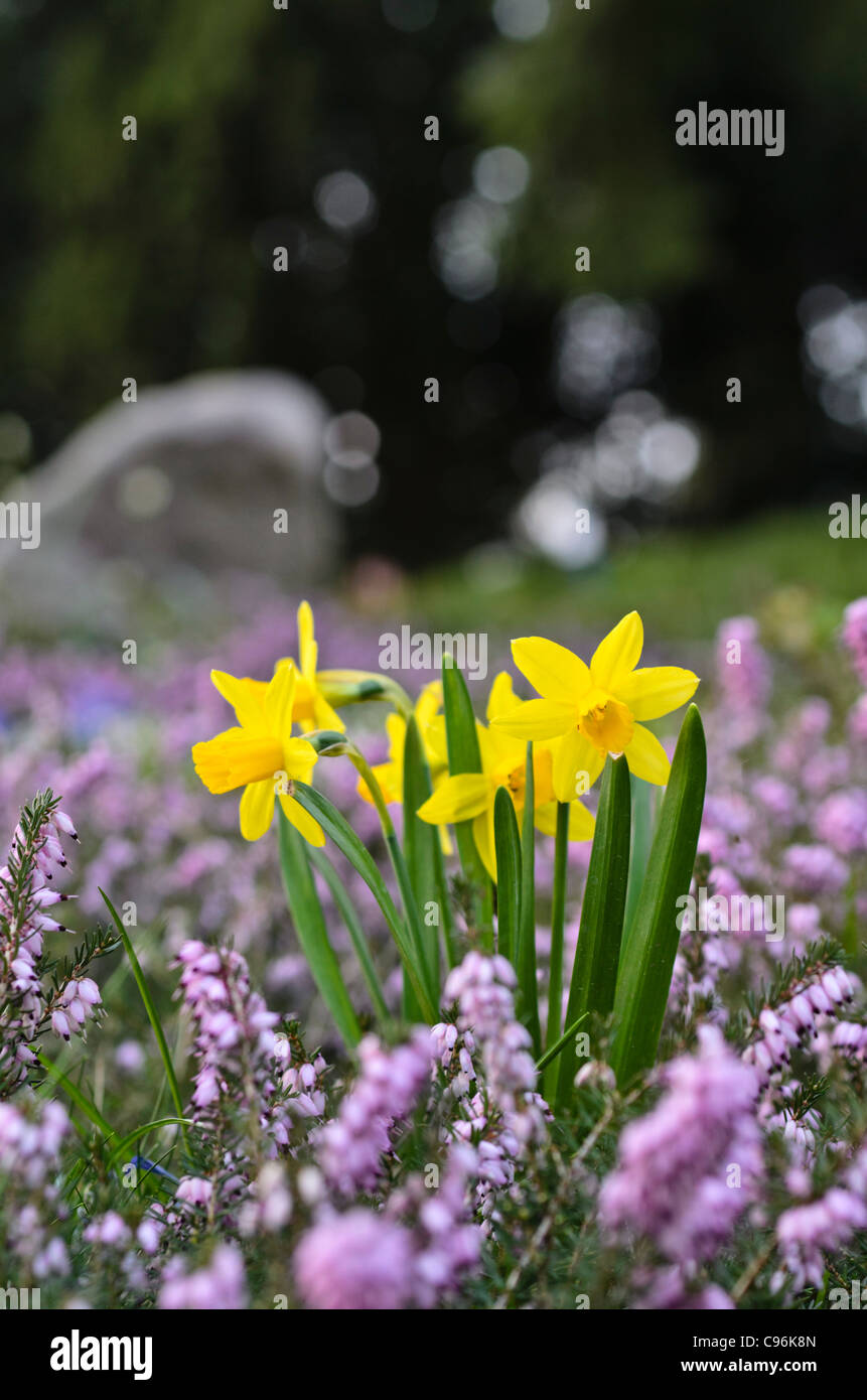 Daffodils (Narcissus) and winter heather (Erica carnea syn. Erica herbacea) Stock Photo