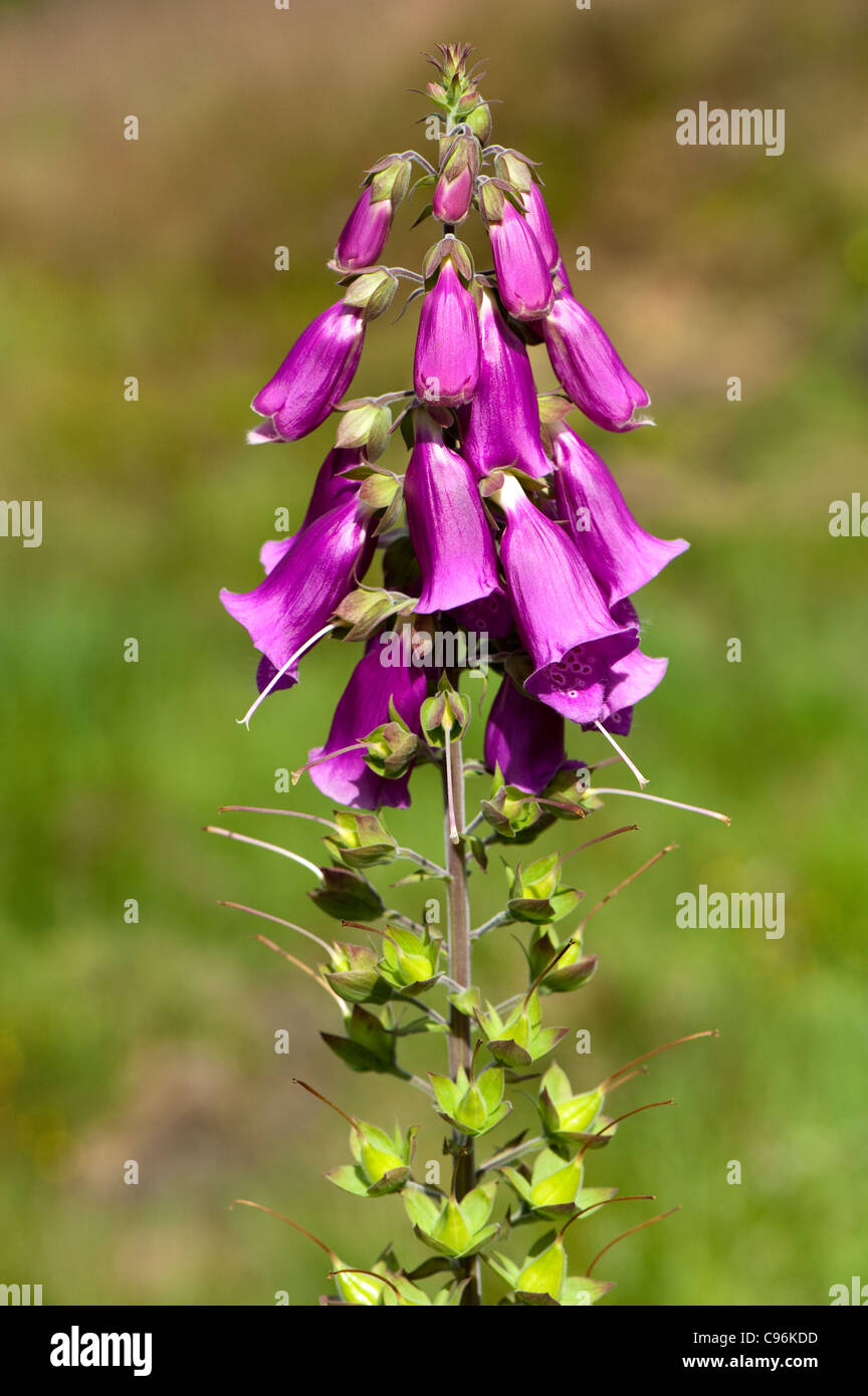 Flowers and seed head on Foxglove plant. Digitalis purpurea. Stock Photo