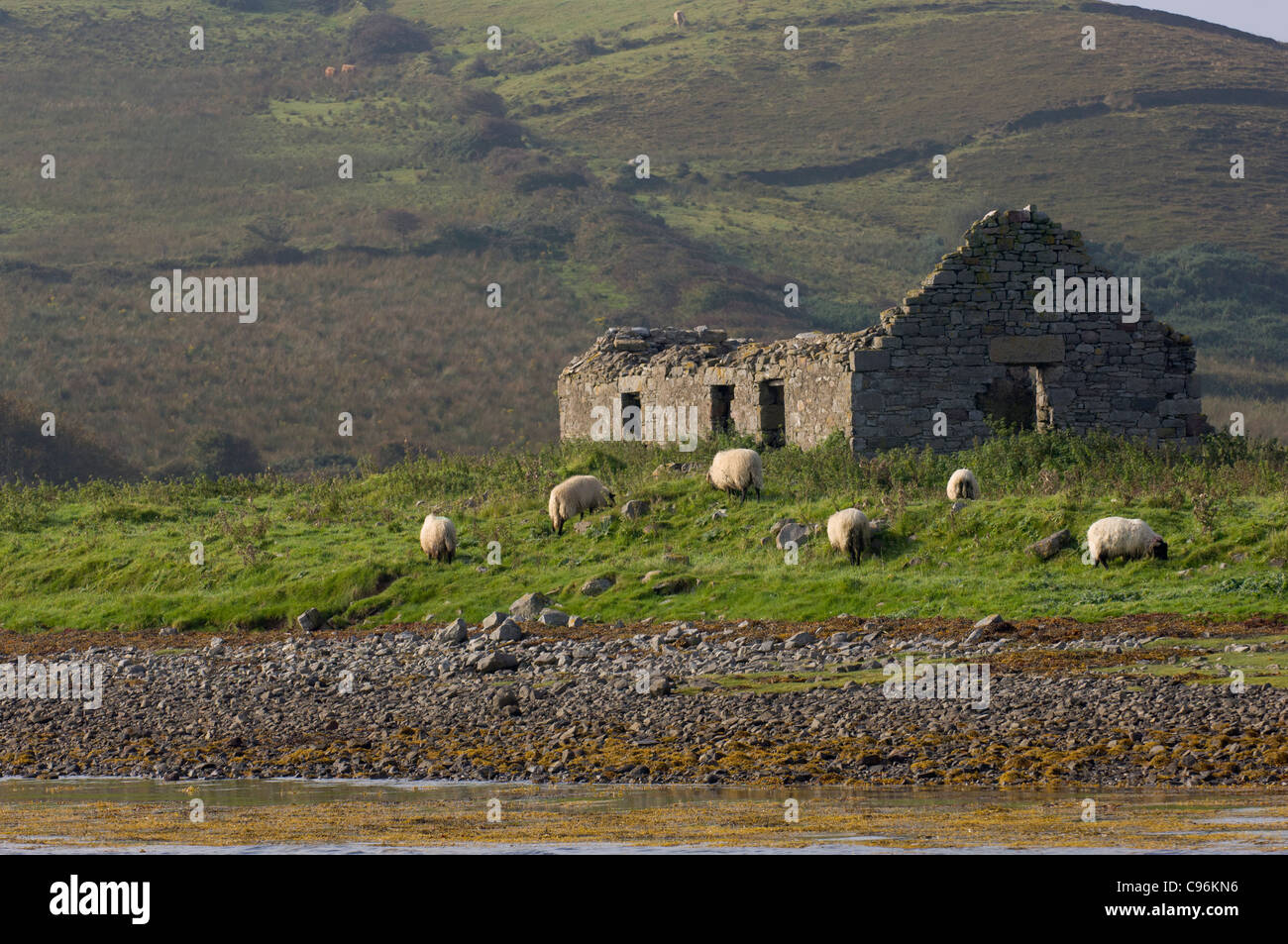 Sheep grazing around a ruined house on an Island on Clew Bay, Westport, County Mayo, Ireland Stock Photo