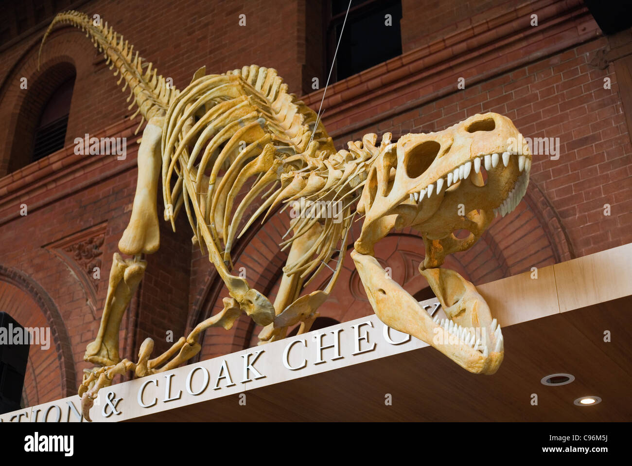 Dinousaur skeleton at cloak check of the South Australian Museum.  Adelaide, South Australia, Australia Stock Photo