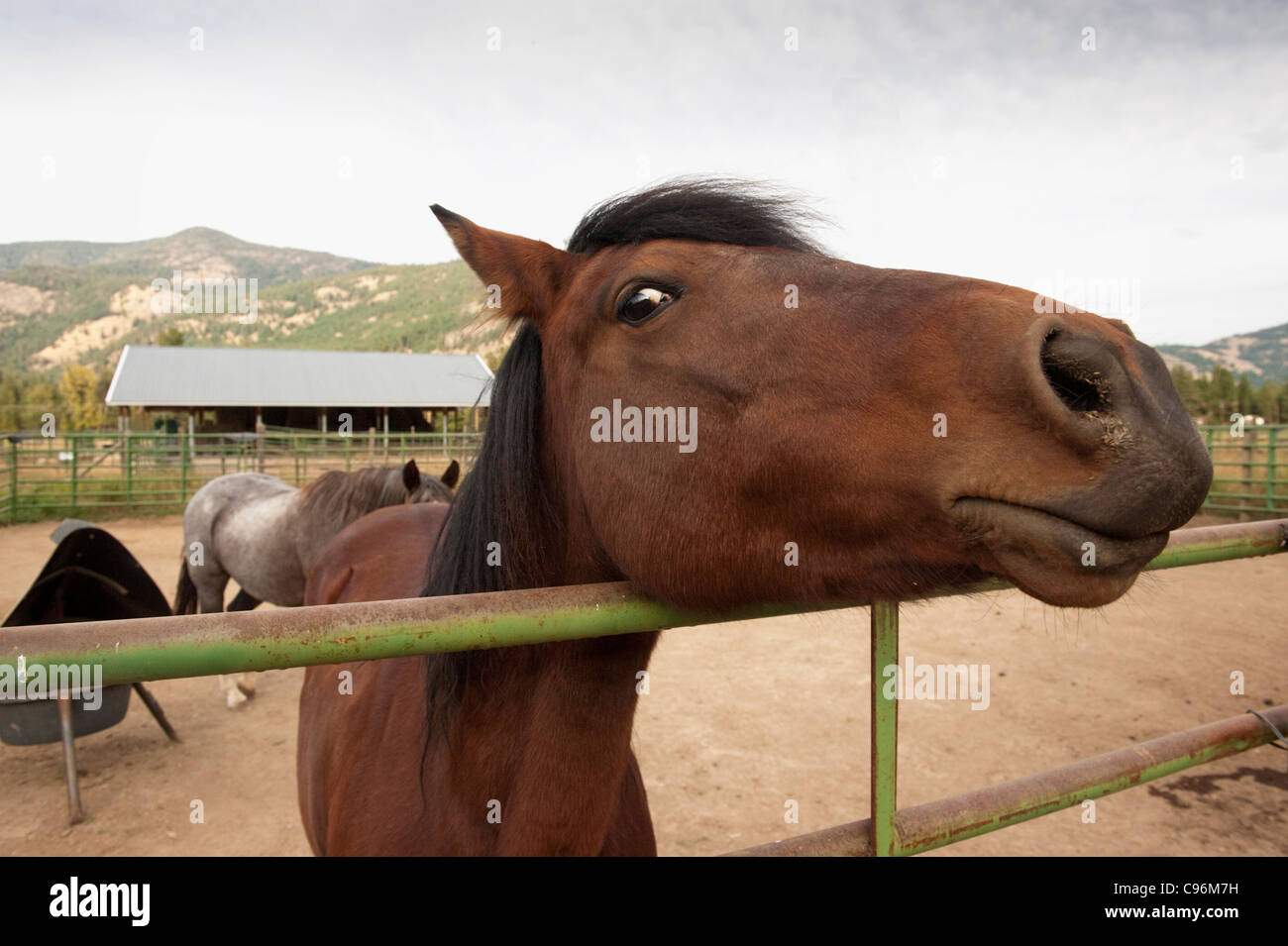 A chestnut mare stares at the camera from inside a corral in the small town of Mazama in eastern Washington State, USA. Stock Photo