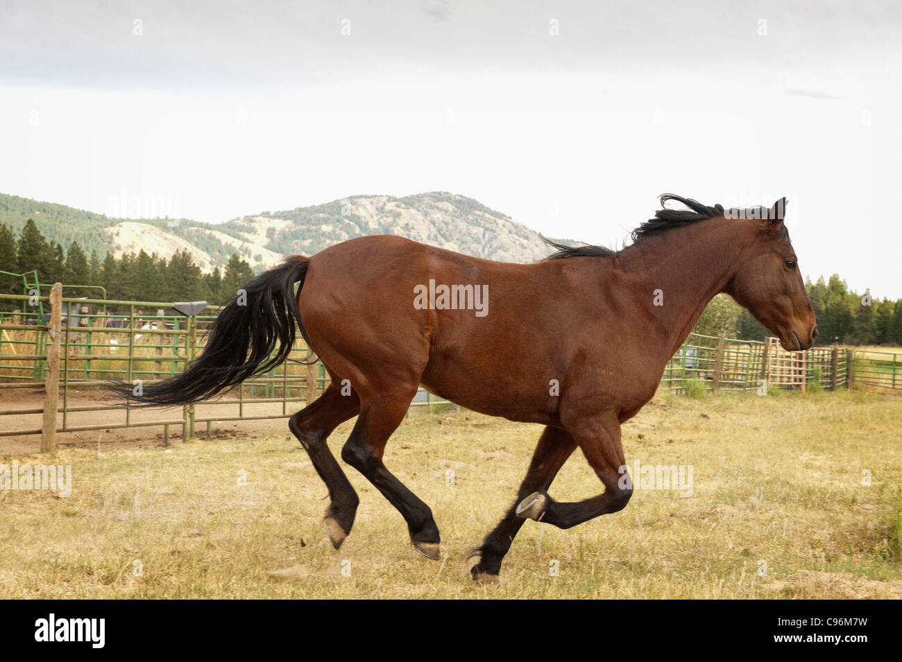 A horse gallops out of the corral heading to open land in the western town of Mazama, Washington, USA. Stock Photo