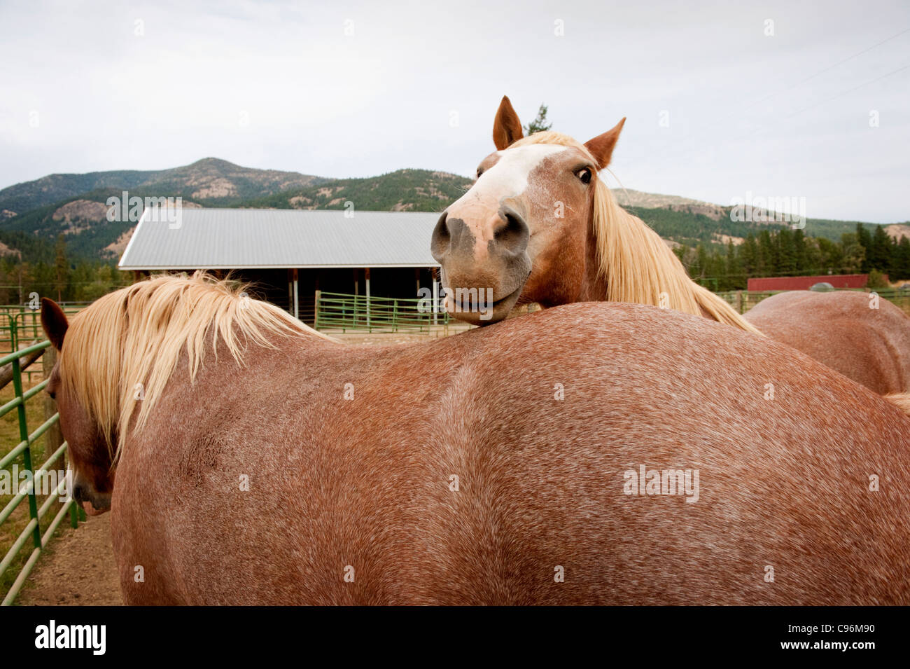 Two draft horses in a corral in the eastern Washington State town of Mazama Stock Photo Alamy