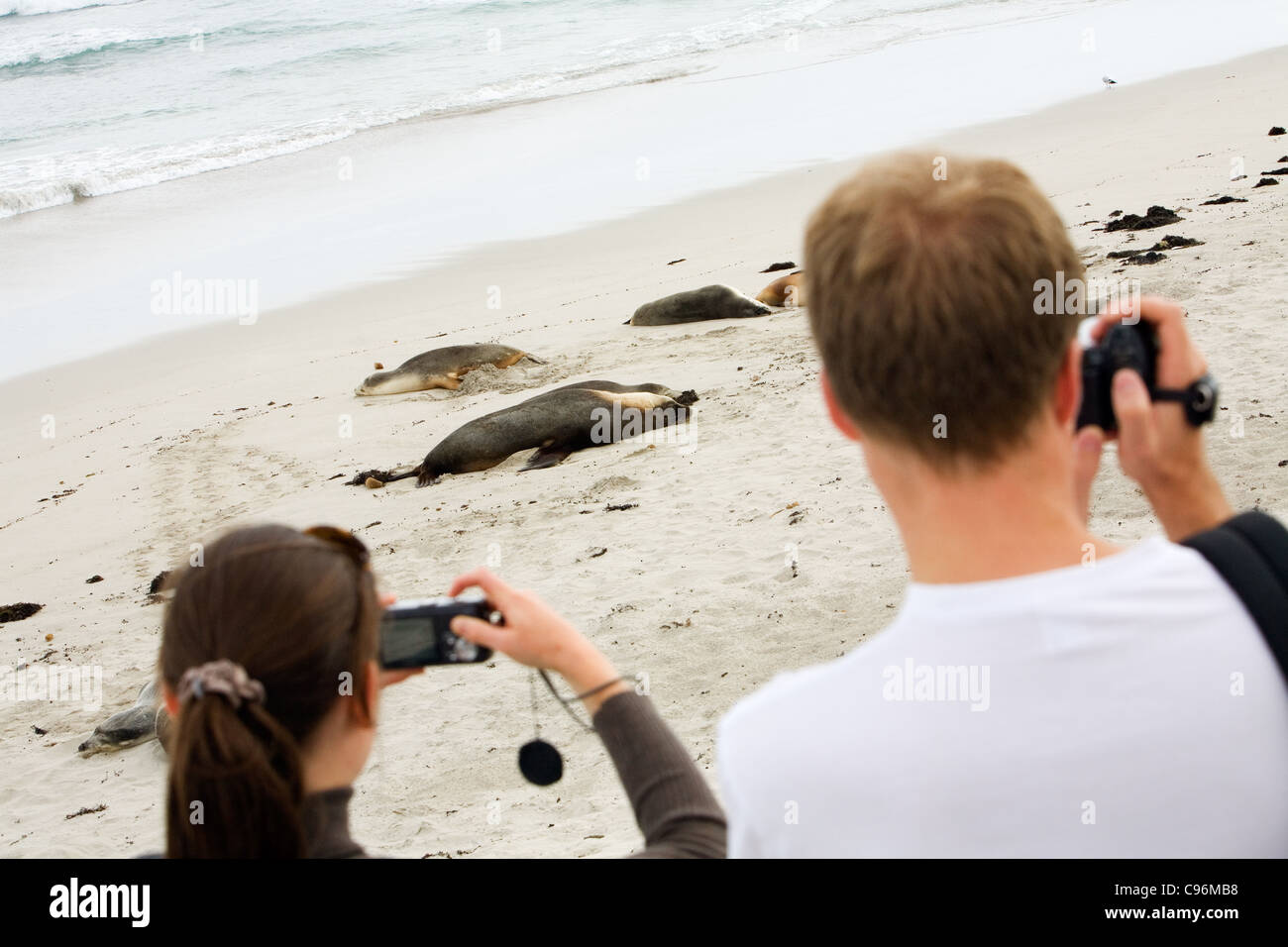 Tourists photographing Australian sea lions dozing on the beach.  Kangaroo Island, South Australia, Australia Stock Photo