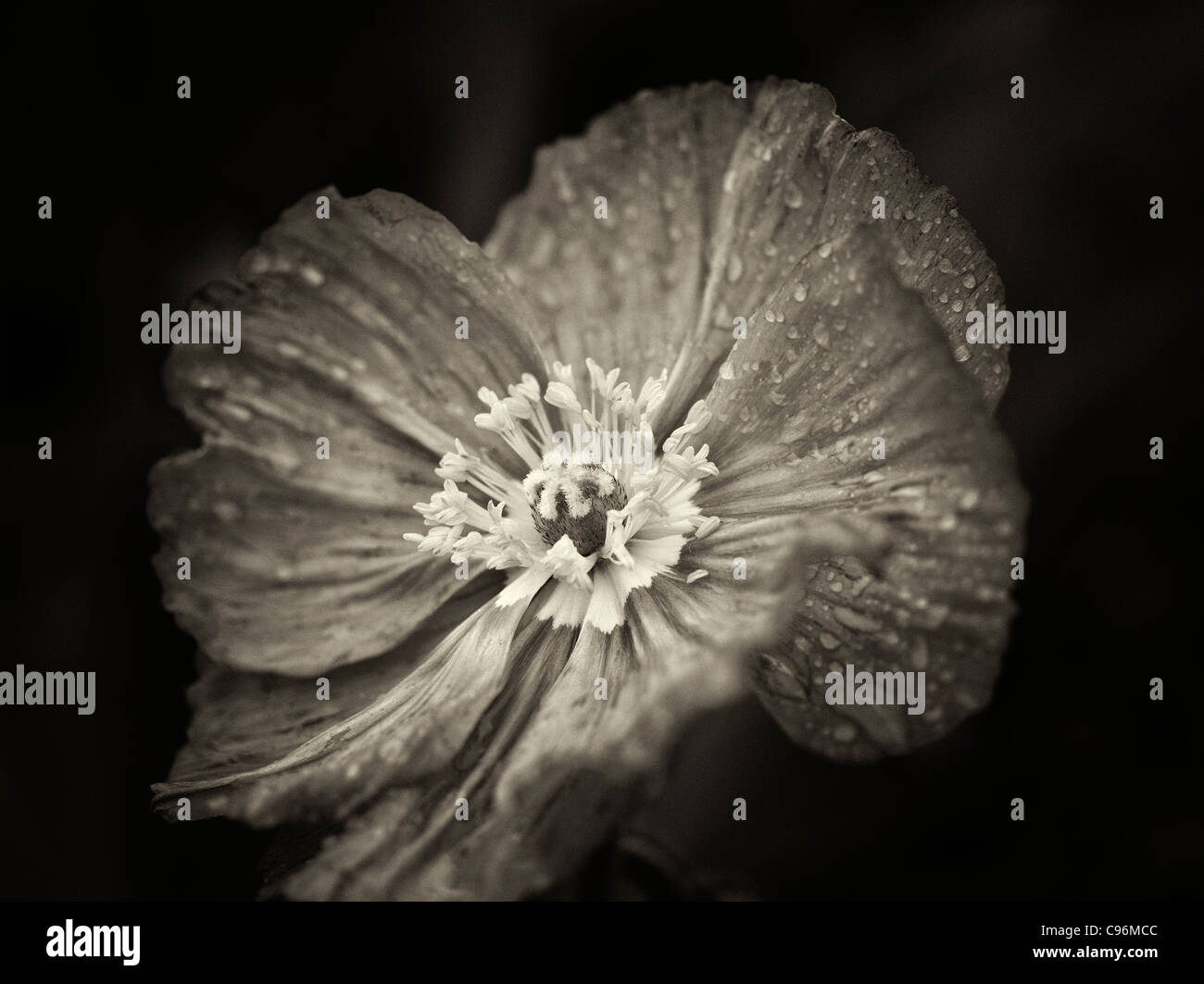 Close up of poppy flower after rain. Oregon Stock Photo