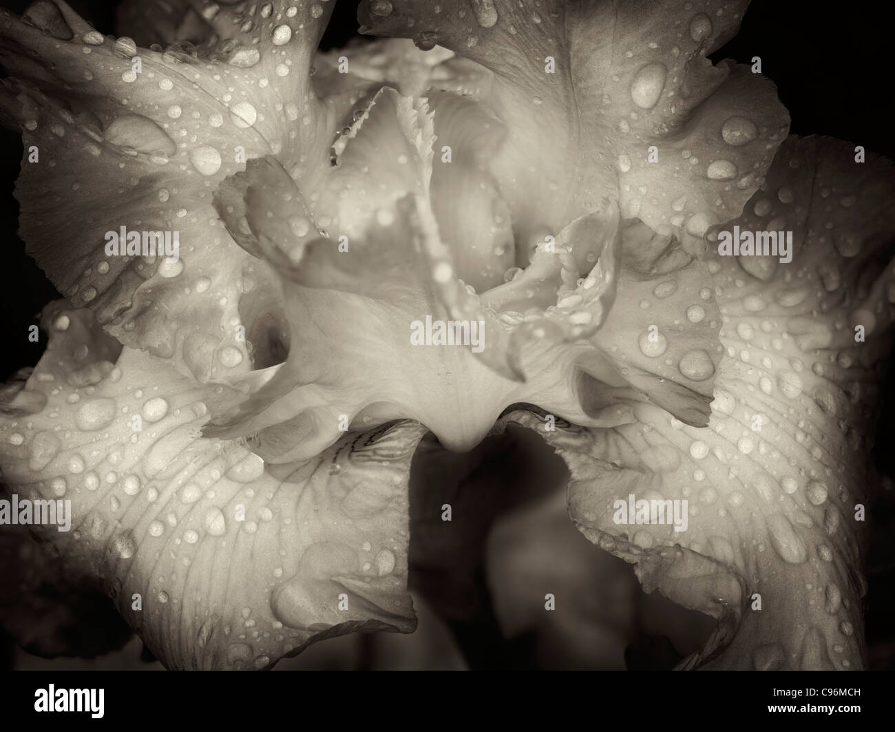 Close up of Iris (Joyful Skies) after rain. Oregon Stock Photo