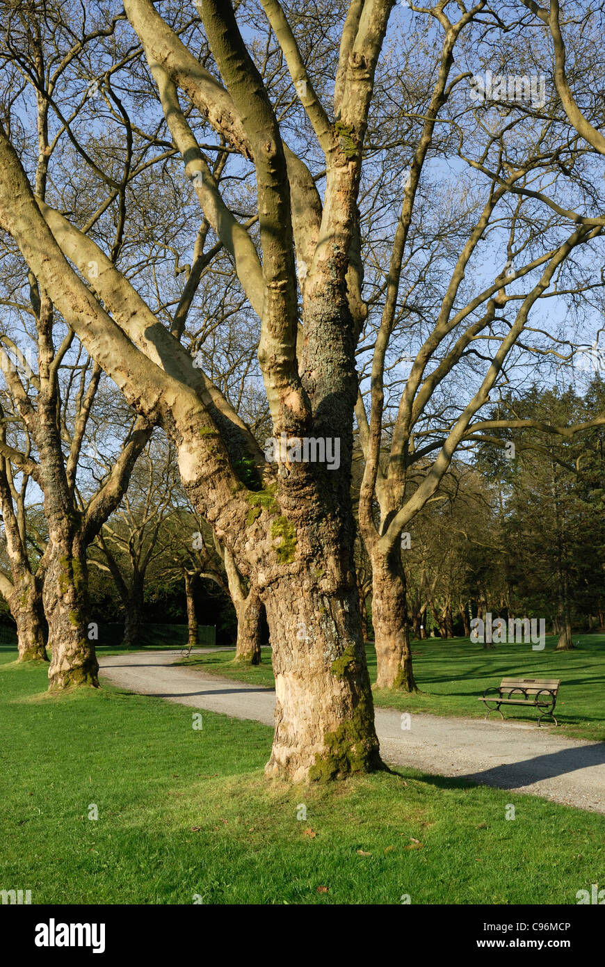 London Plane trees located in Stanley Park, Vancouver. Stock Photo