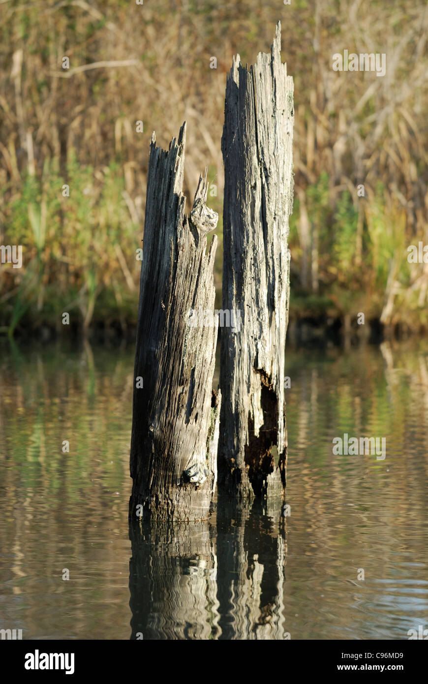 Rotted tree hi-res stock photography and images - Alamy