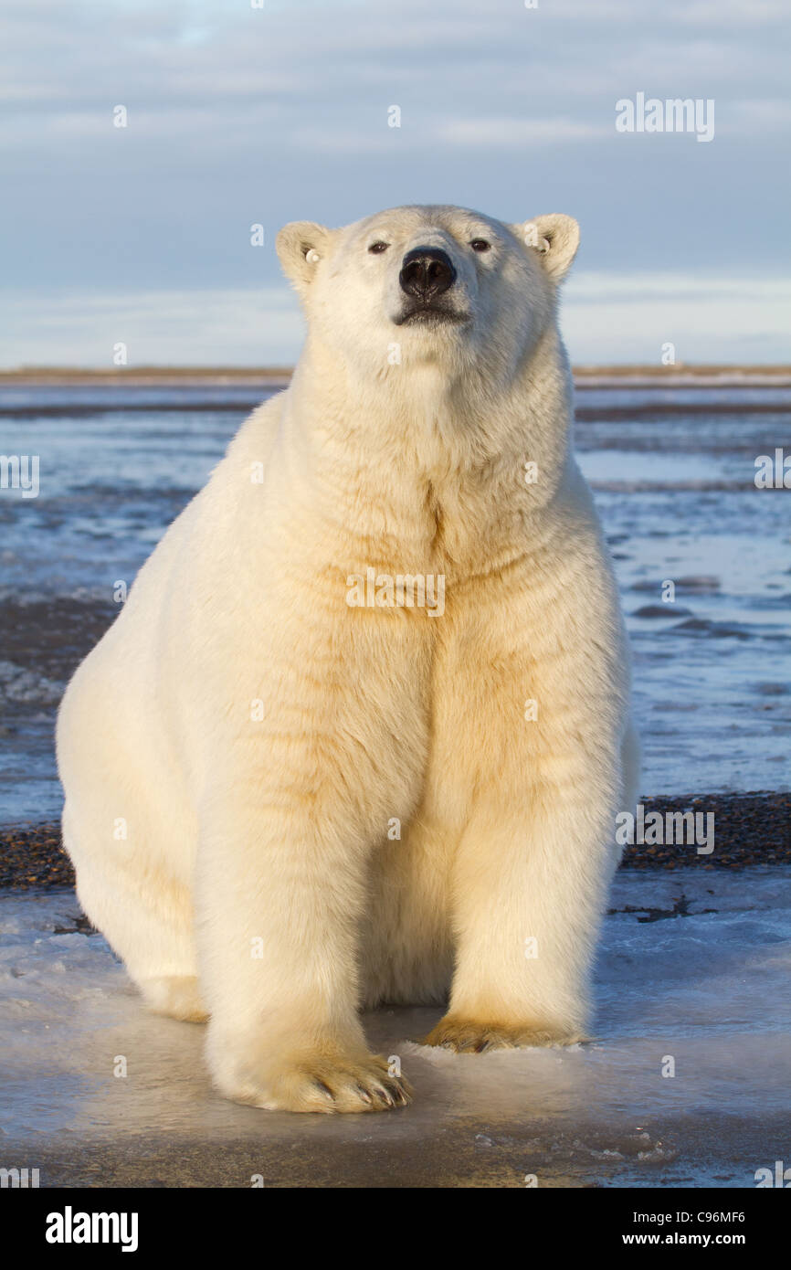 Image of sub adult polar bear Stock Photo