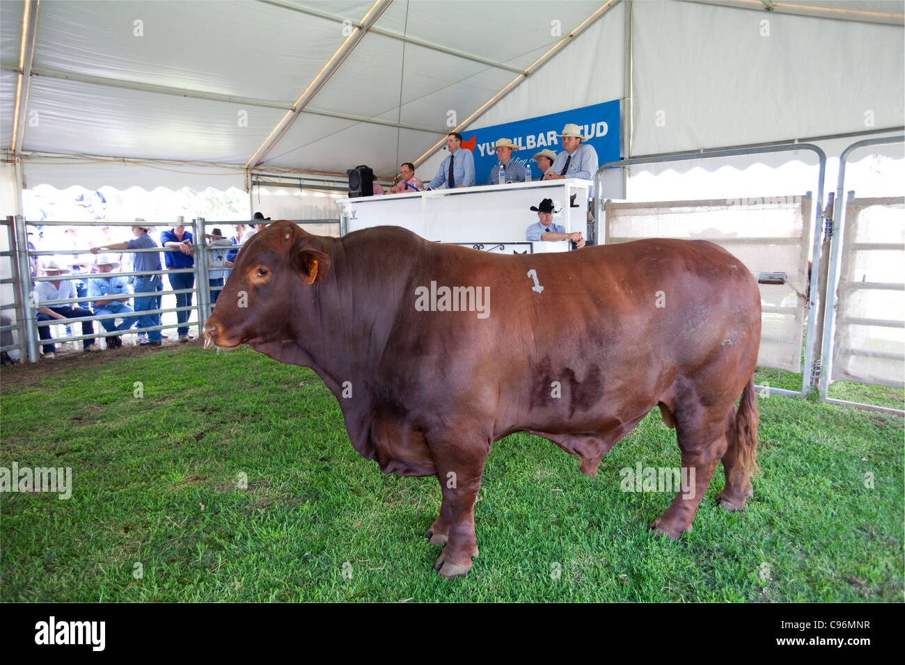 Sale of Santa Gertrudis bulls at Yulgilbar Station, Baryugil, NSW, Australia Stock Photo