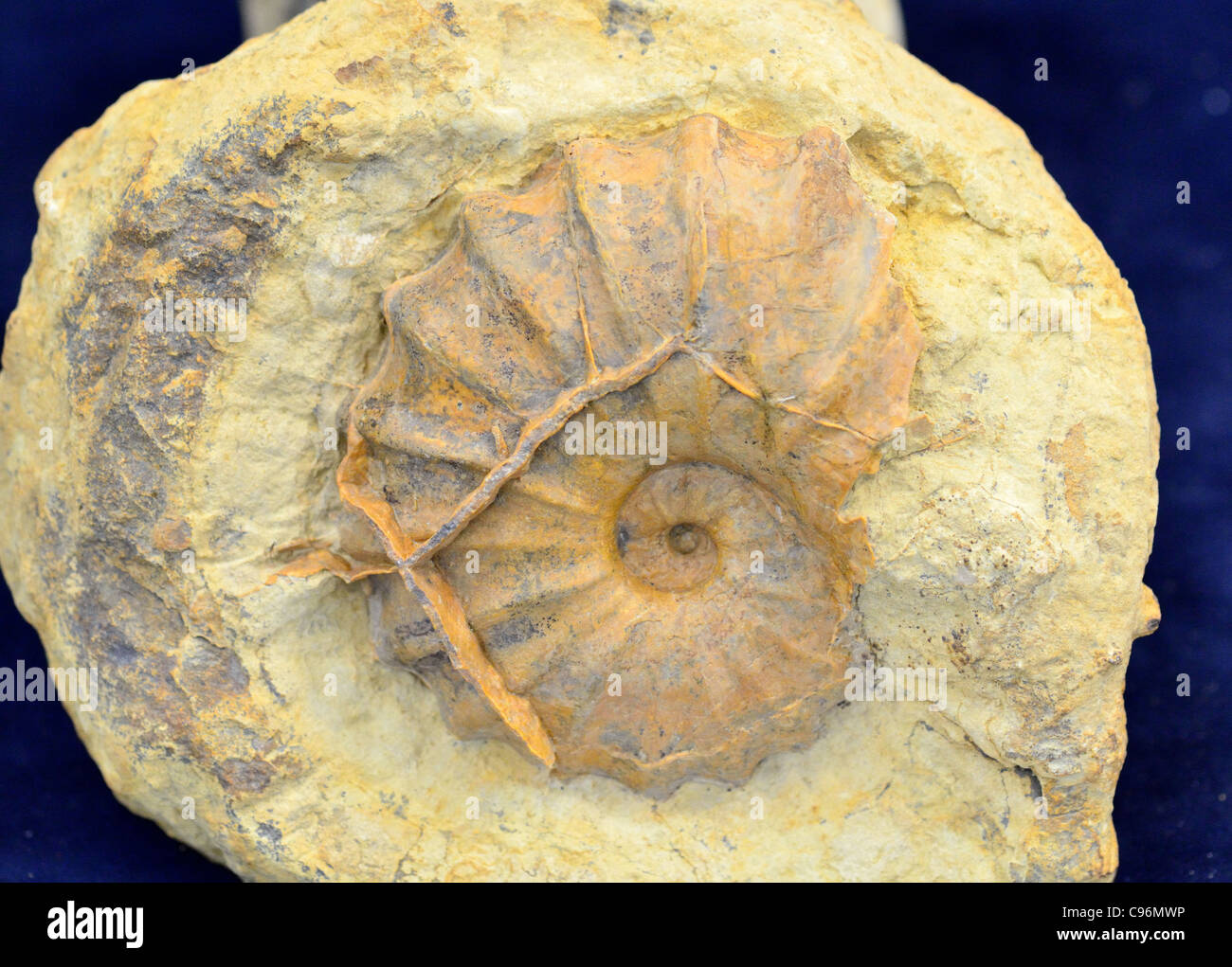 Fossil ammonite in rock matrix Stock Photo Alamy