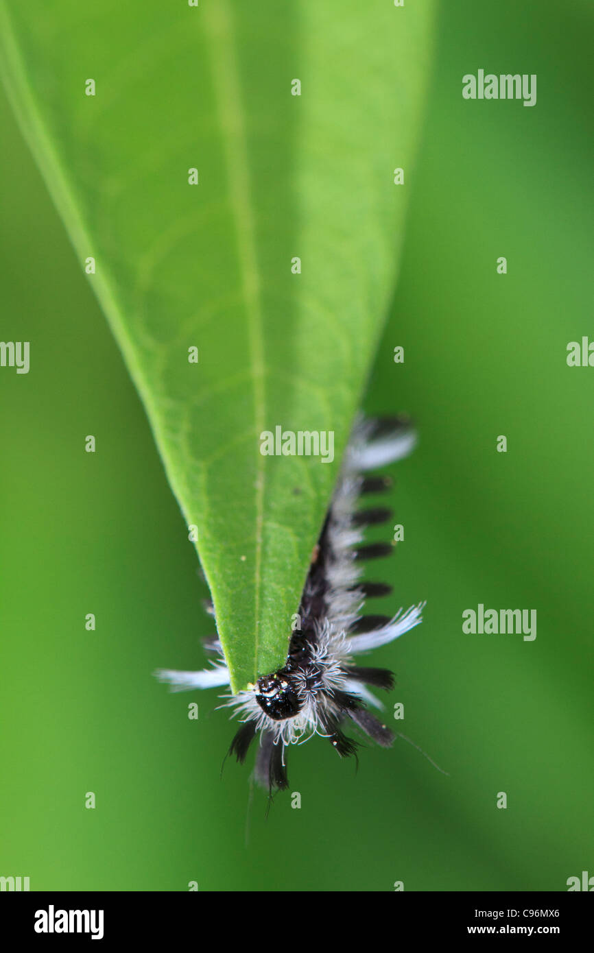 Tussock moth caterpillar on blade of grass. Stock Photo
