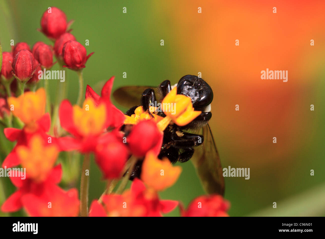 Bumblebee on flower (Bombus sp.) Stock Photo