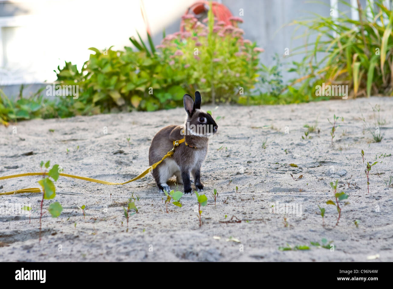 Rabbit with a leash and a golden bell around the neck. Stock Photo