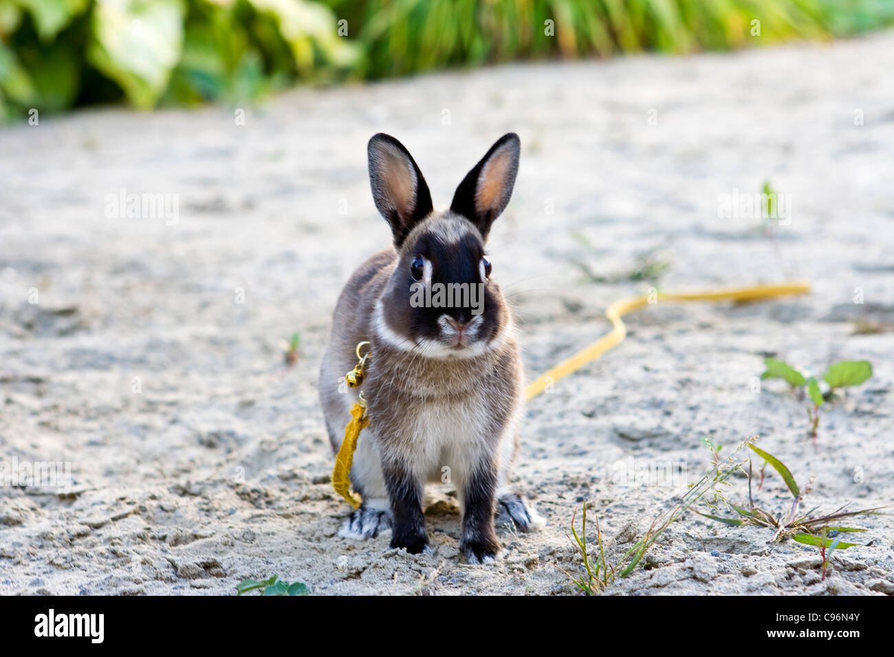 Rabbit with a leash and a golden bell around the neck. Stock Photo