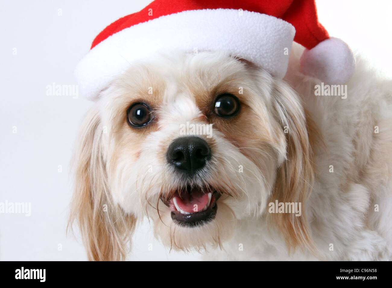 Cavalier King Charles Spaniel dog wearing a Santa hat Stock Photo