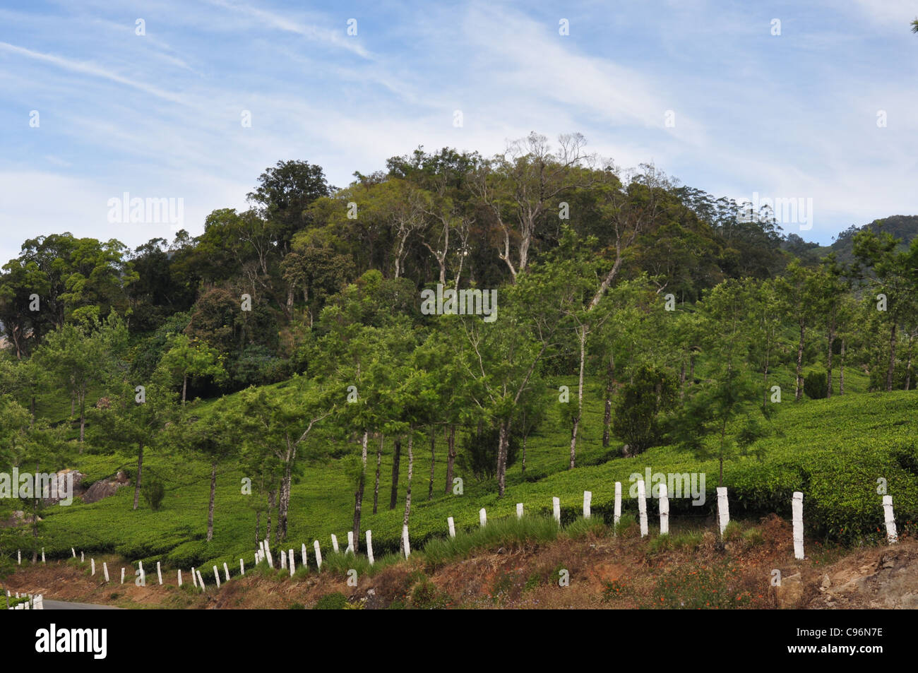 A fence that marks the boundaries of a vast tea garden Stock Photo