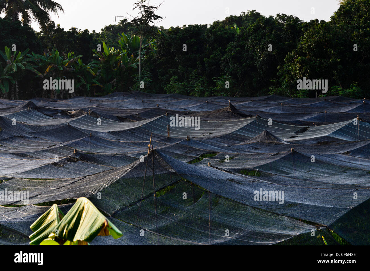 Black tenting protecting field of plants from intense tropical sunlight on farm in northern Thailand Stock Photo