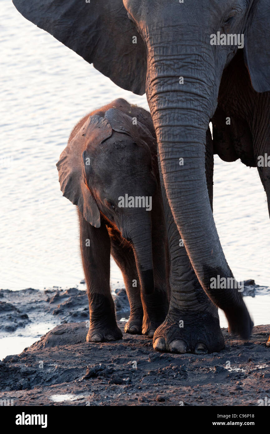 Baby elephant with mother(Loxodonta africana) Stock Photo