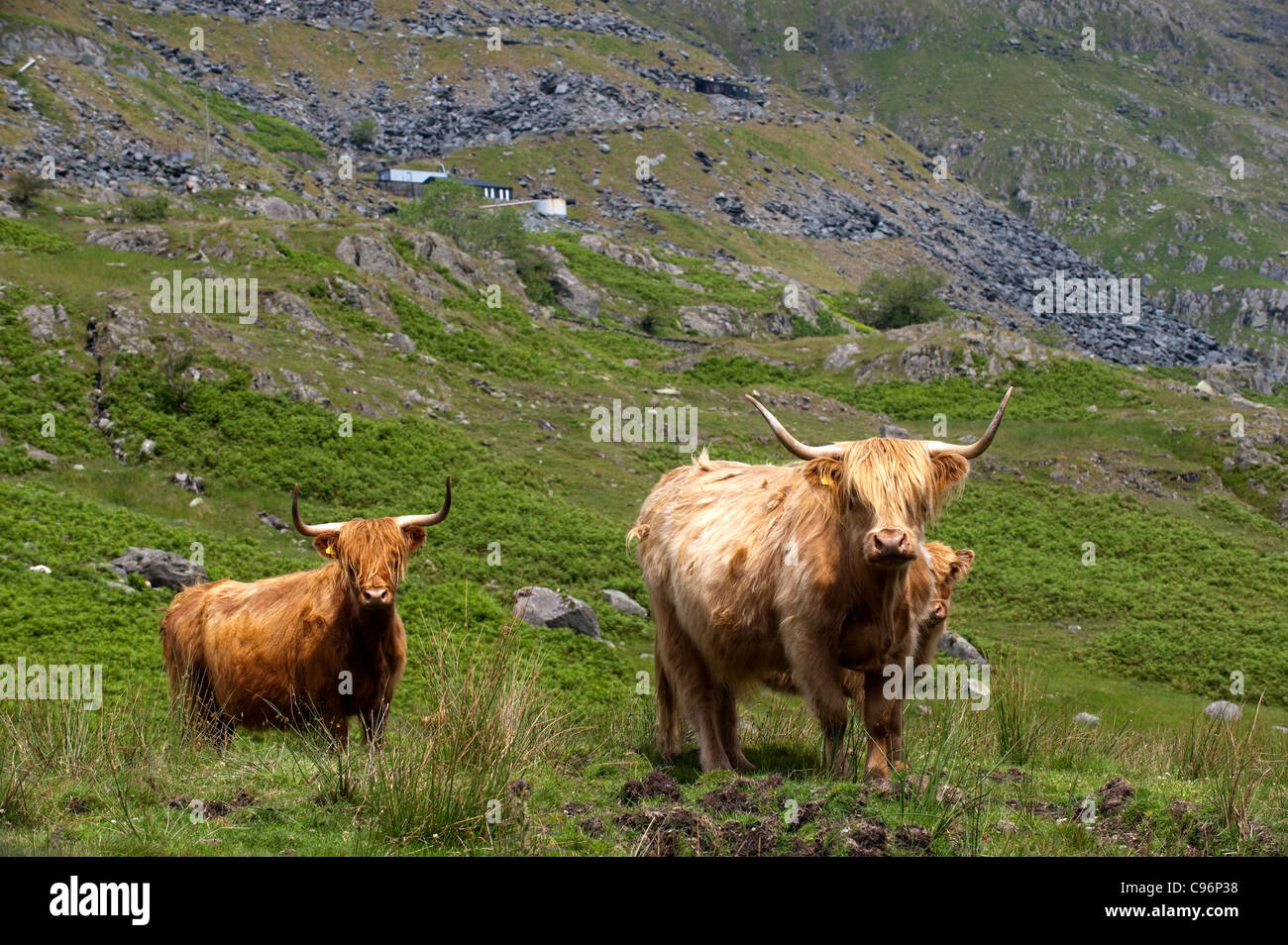 Highland cattle lake district hi-res stock photography and images - Alamy