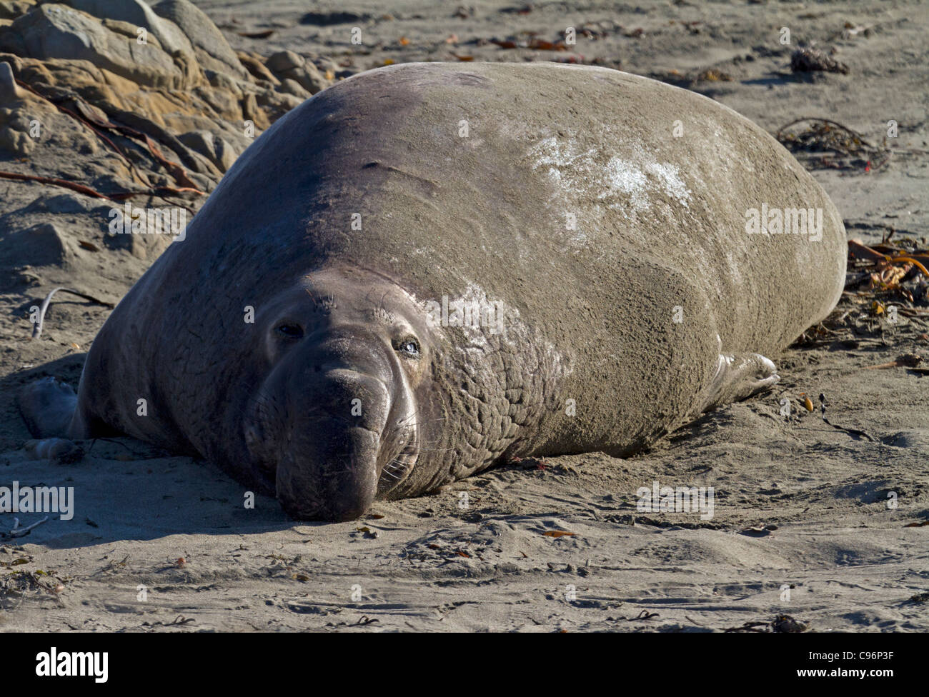 Elephant seal (Mirounga) Stock Photo