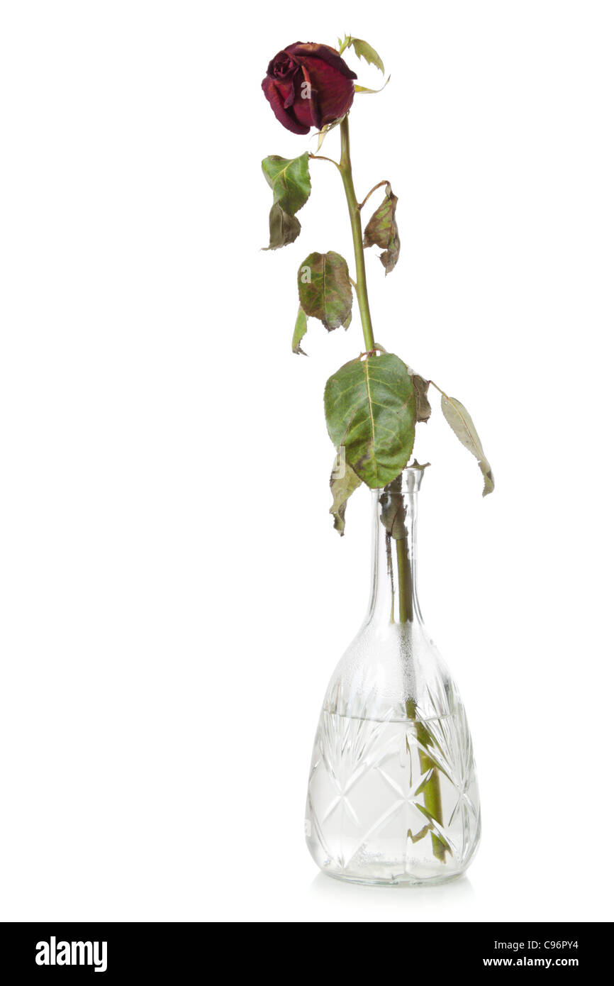 Dry red flower in glass decanter with water. Isolated over white background Stock Photo