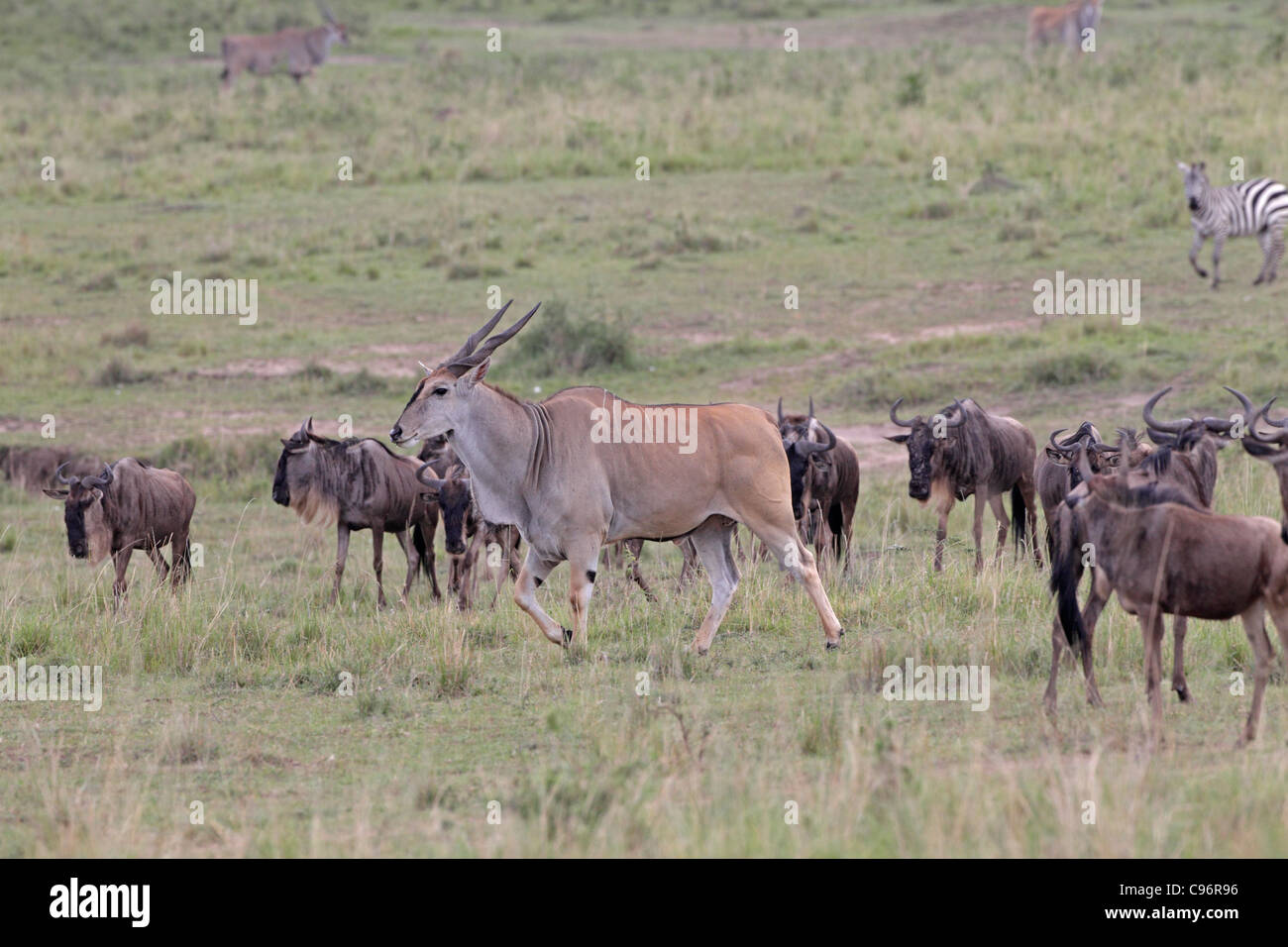 Eland antelope with a herd of Wildebeest Stock Photo