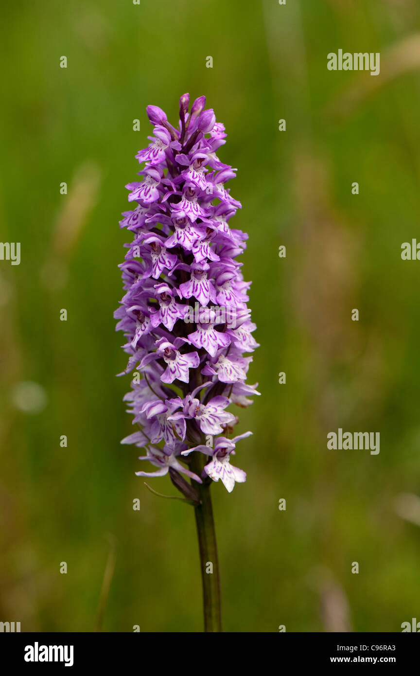Northern marsh orchid -Dactylorhiza purpurella Stock Photo