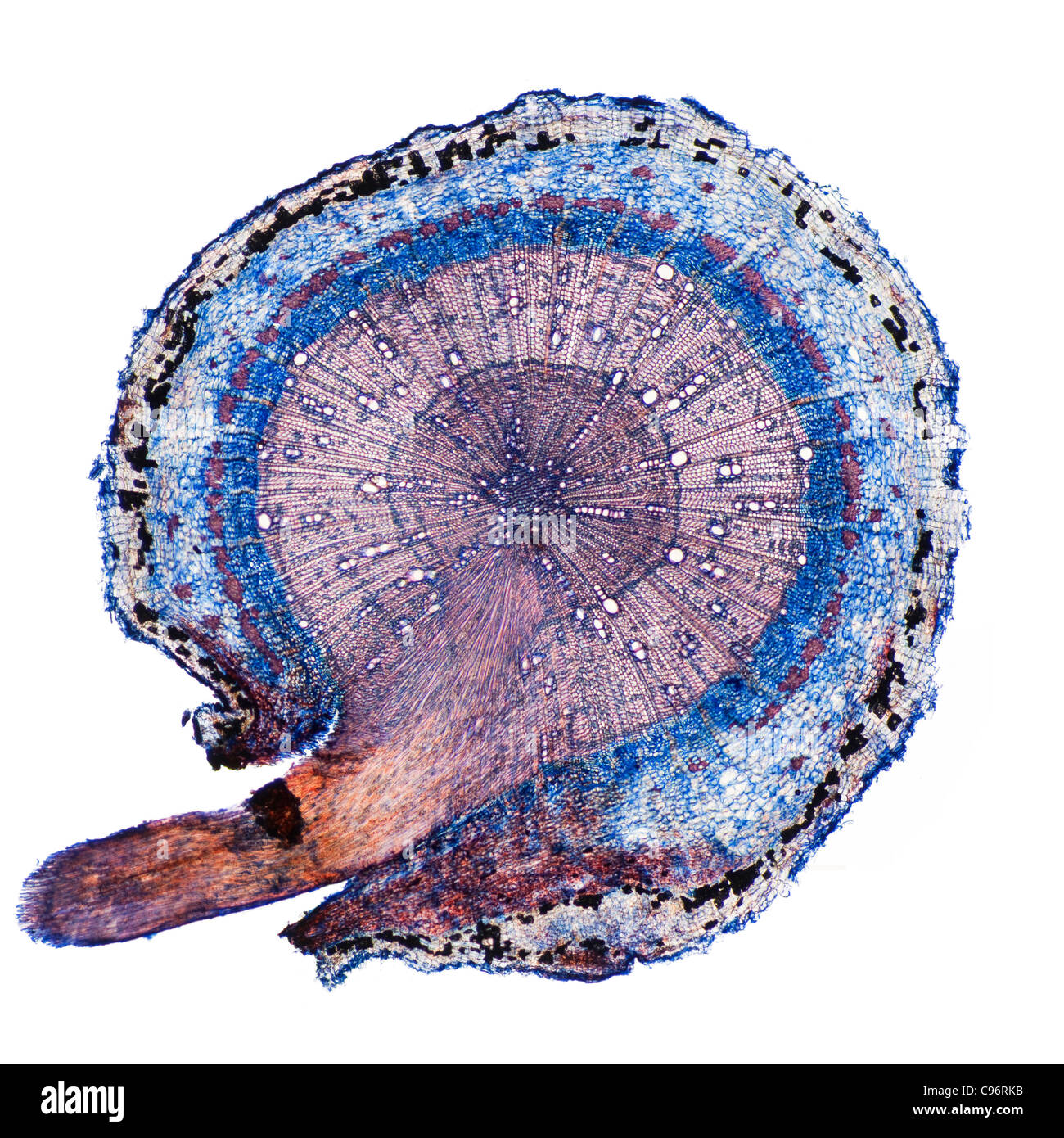 Plant root cross section microscope Cut Out Stock Images & Pictures - Alamy