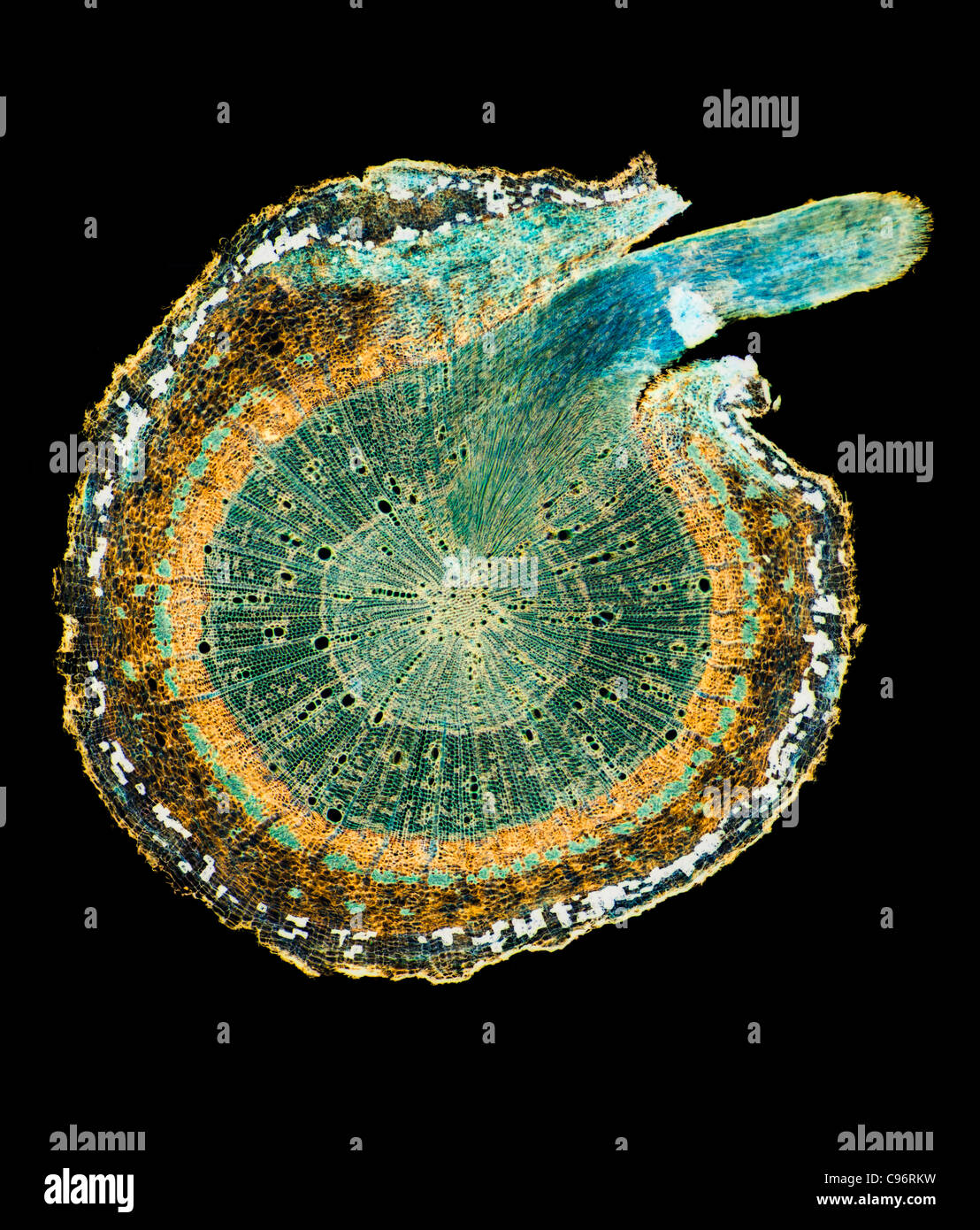 Ash tree root, cross section Stock Photo