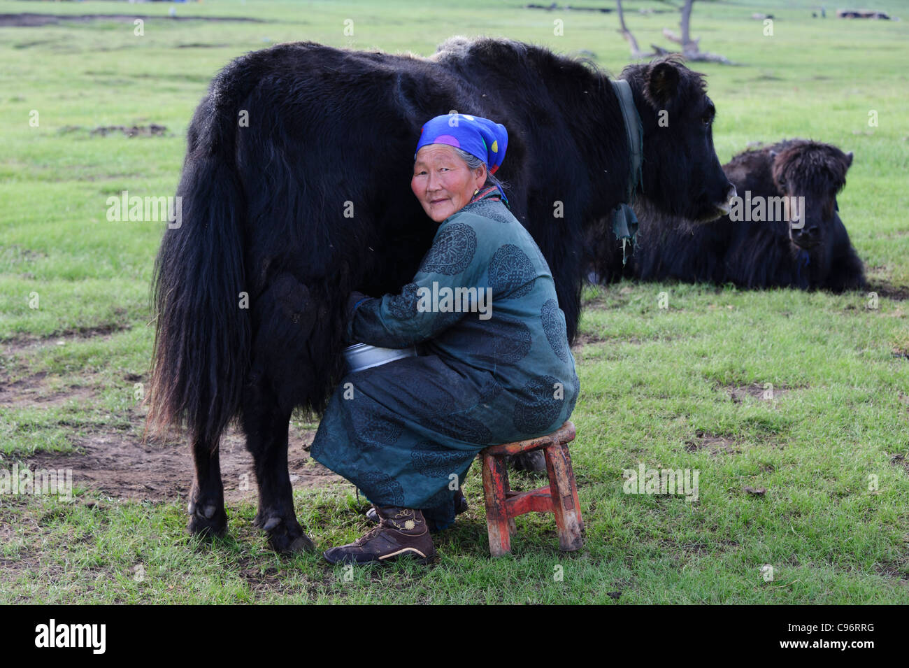 Woman milking yak in Khangain Nuruu National Park, Mongolia Stock Photo ...