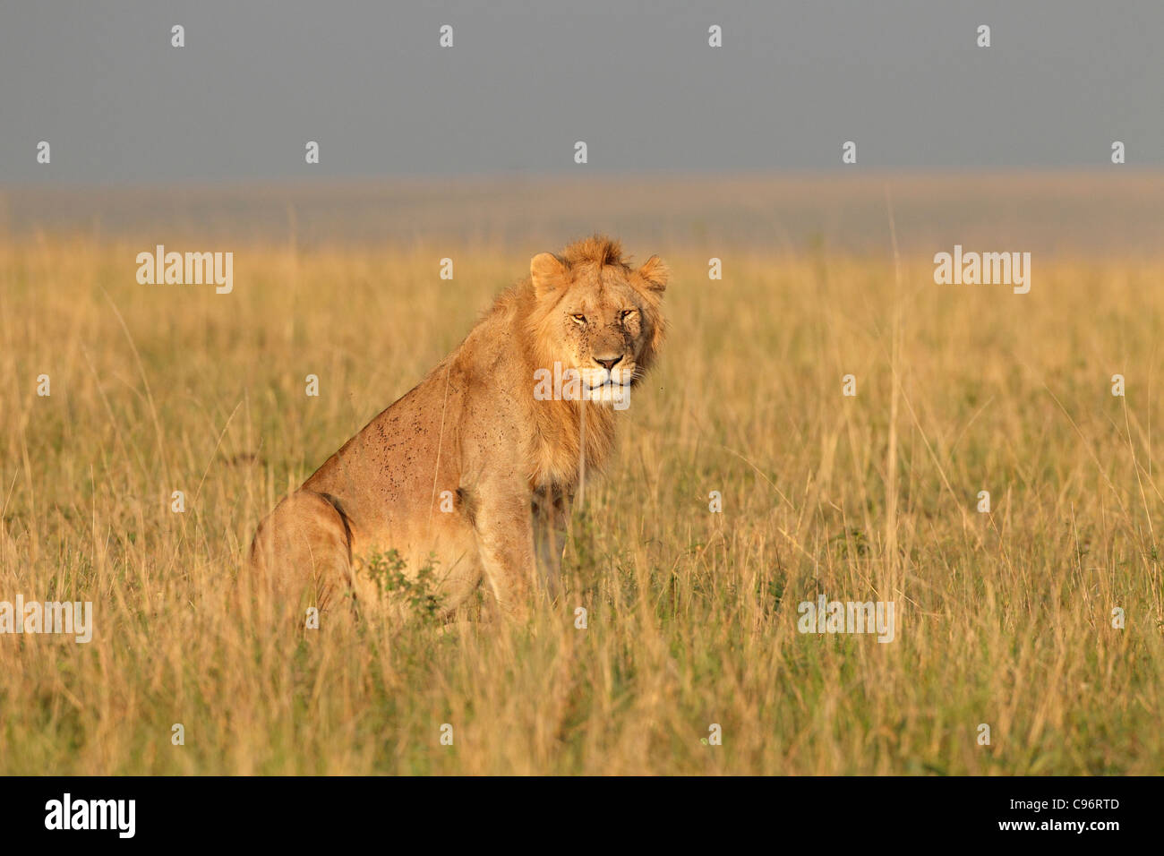 Masai lion hi-res stock photography and images - Alamy