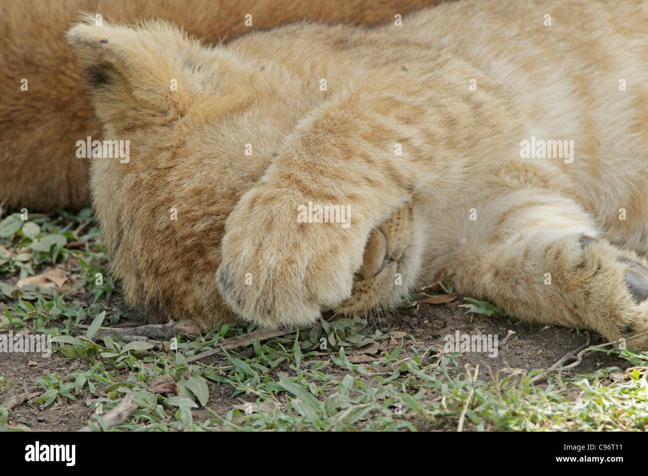 Lion cub asleep on the Masai Mara with its paw across its face Stock Photo