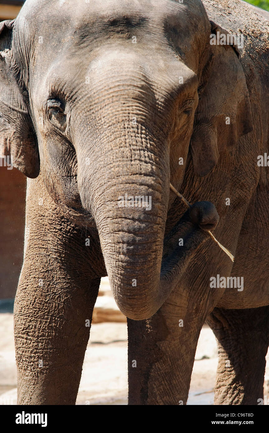Asiatic elephant - Indian elephant - detail of the head Stock Photo