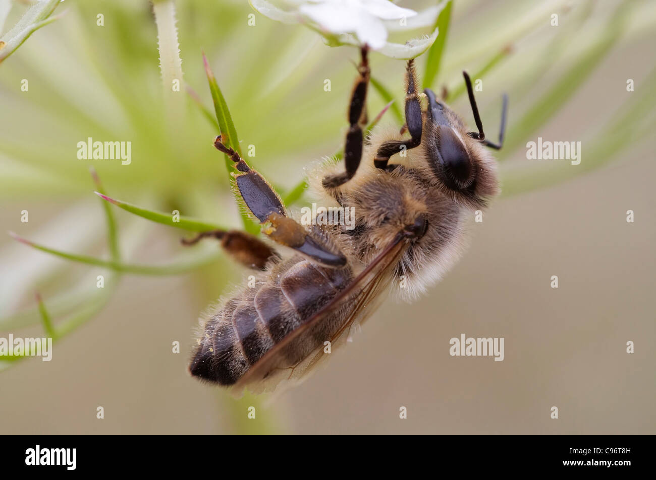 Macro - detail - of the honey bee- pollination Stock Photo