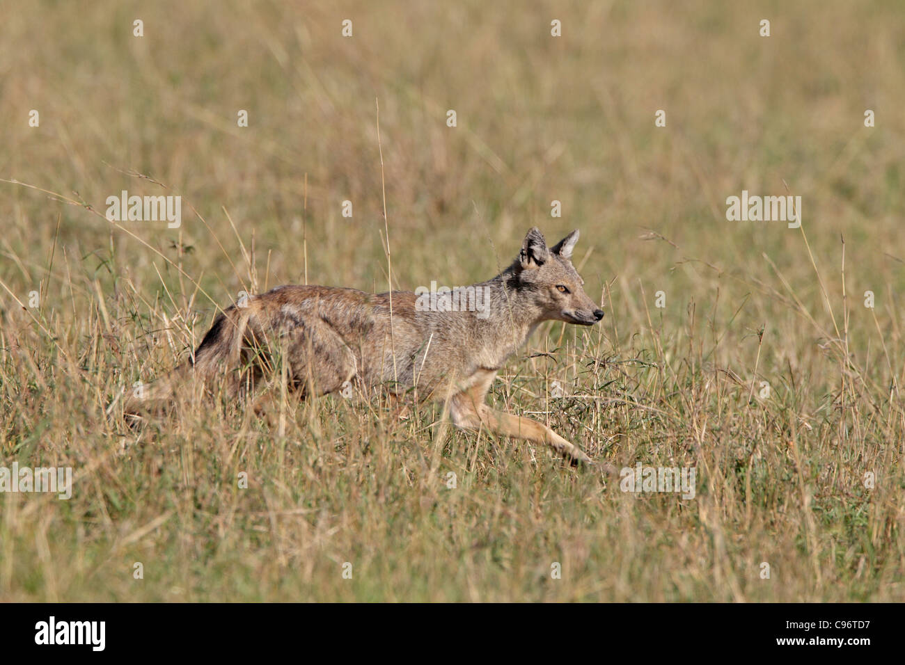 Side Stripped Jackal in the Masai Mara Stock Photo