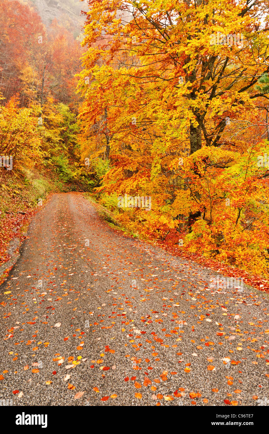 autumn scene of road with leaves under the trees Stock Photo