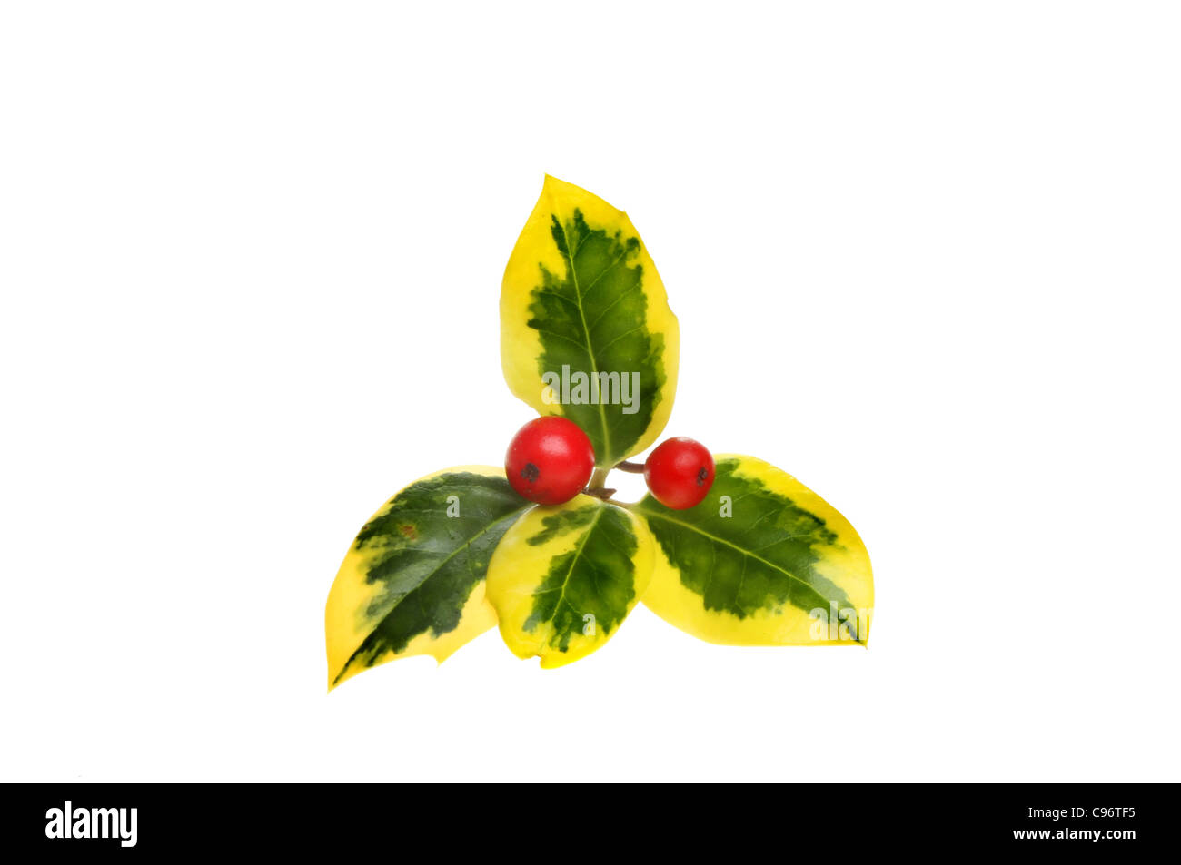 Sprig of variegated holly with red ripe berries isolated against white Stock Photo