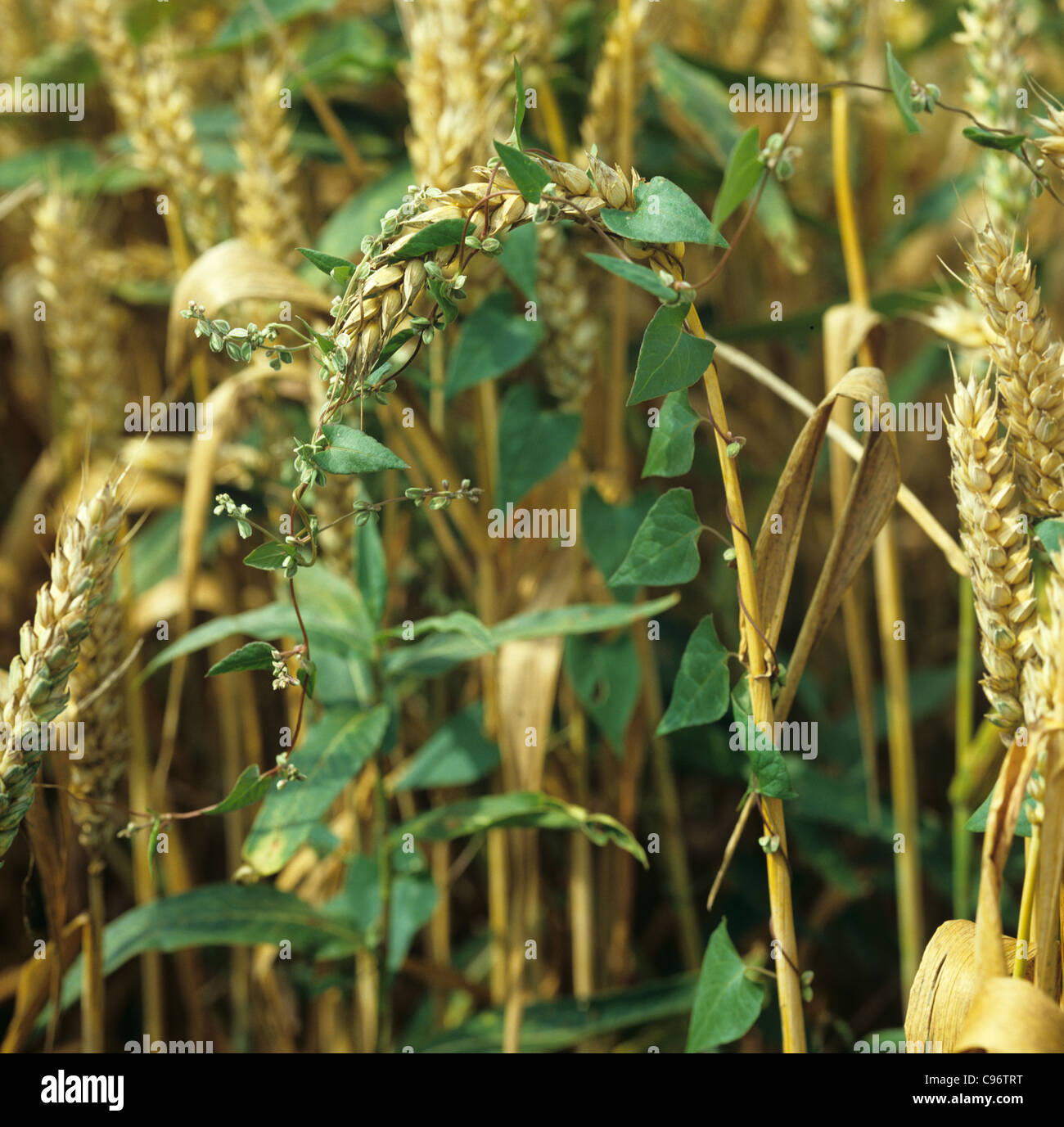 Black bindweed (Bilderdykia convolvulus) weeds climbing in ripe wheat crop Stock Photo