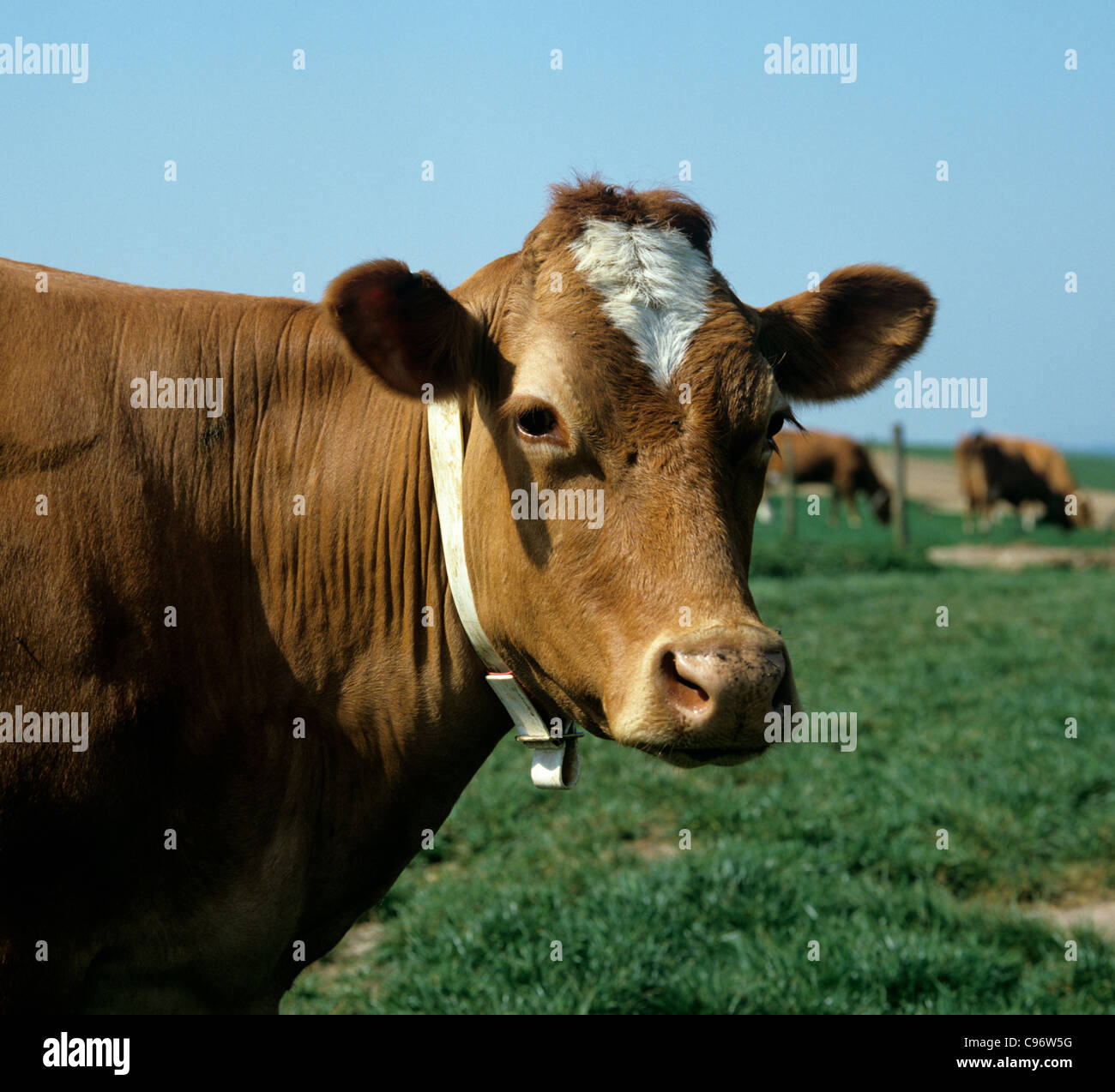 Guernsey cow with identification collar but no tags Stock Photo