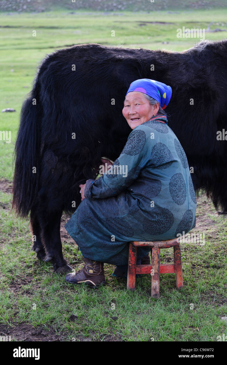 Woman milking yak in Khangain Nuruu National Park, Mongolia Stock Photo ...