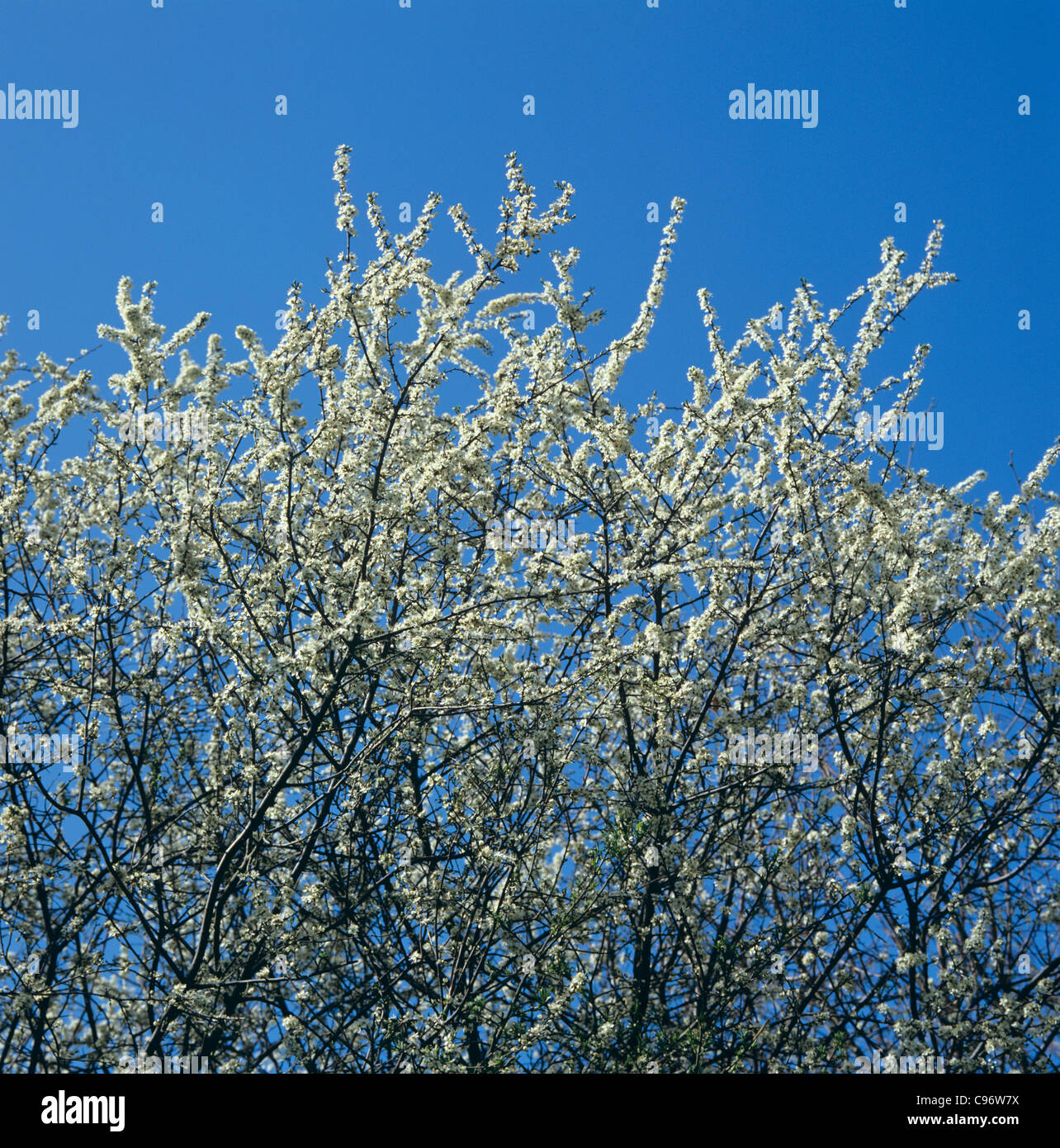 Prunus spinosa tree hi-res stock photography and images - Alamy