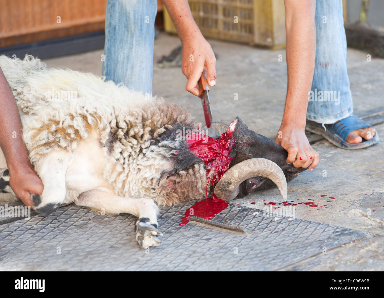 Sheep being slaughtered in the traditional way by having its throat cut for the muslim holy festival of Eid Stock Photo