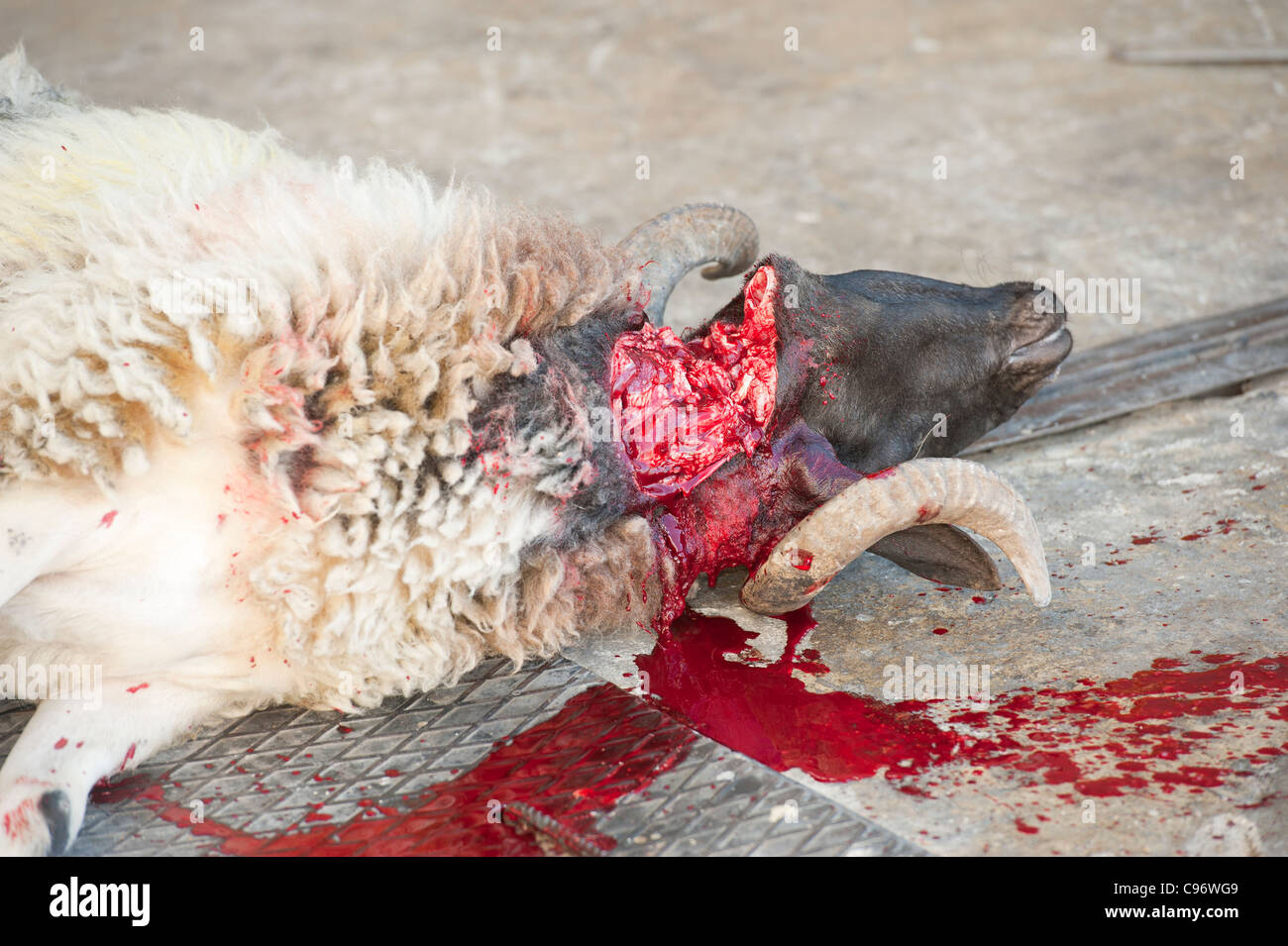 Sheep being slaughtered in the traditional way by having its throat cut for the muslim holy festival of Eid Stock Photo