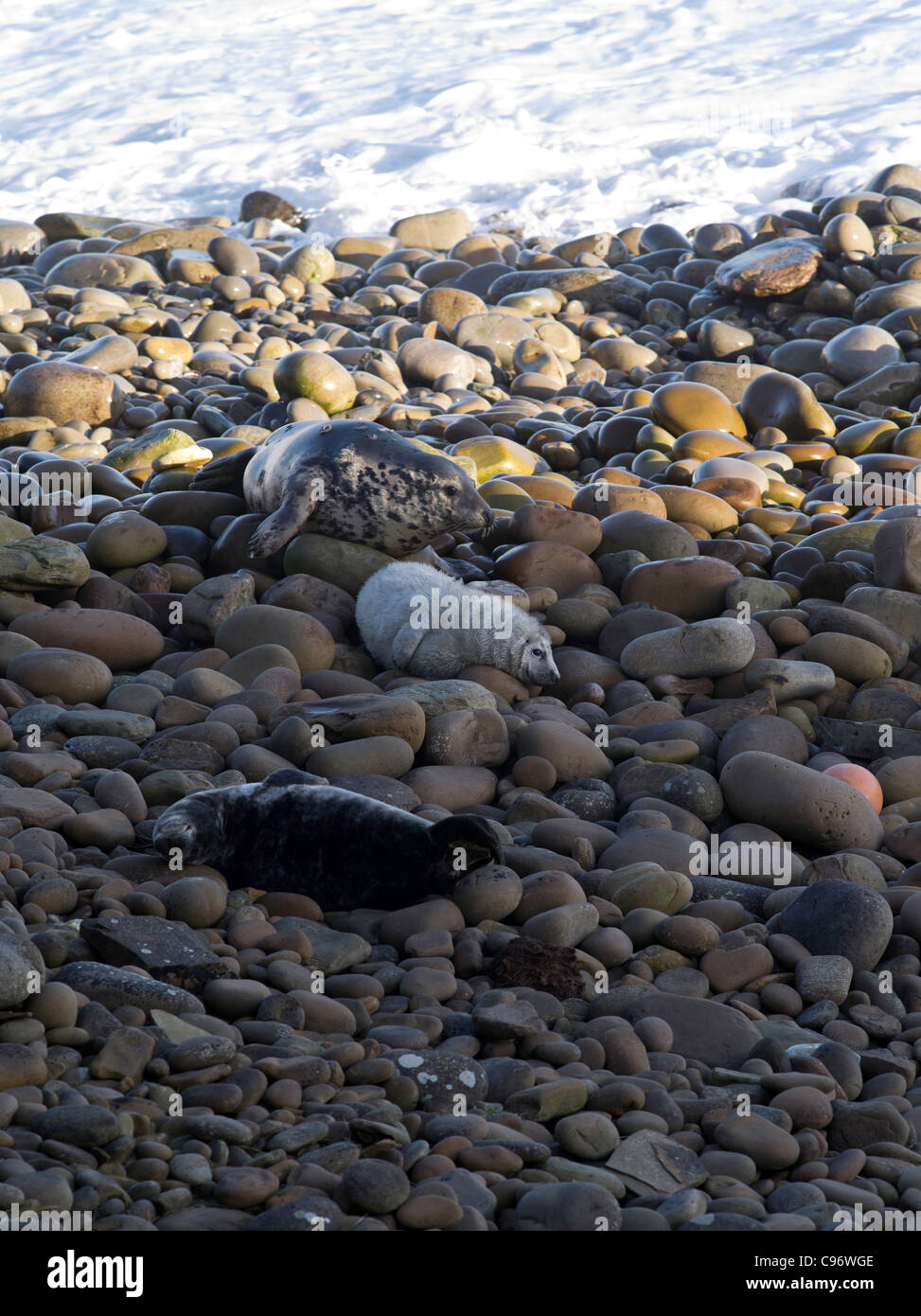 dh Halichoerus grypus Seals SEAL UK Newborn atlantic grey seal pup and mother seal rocky shore orkney rocks cub Stock Photo