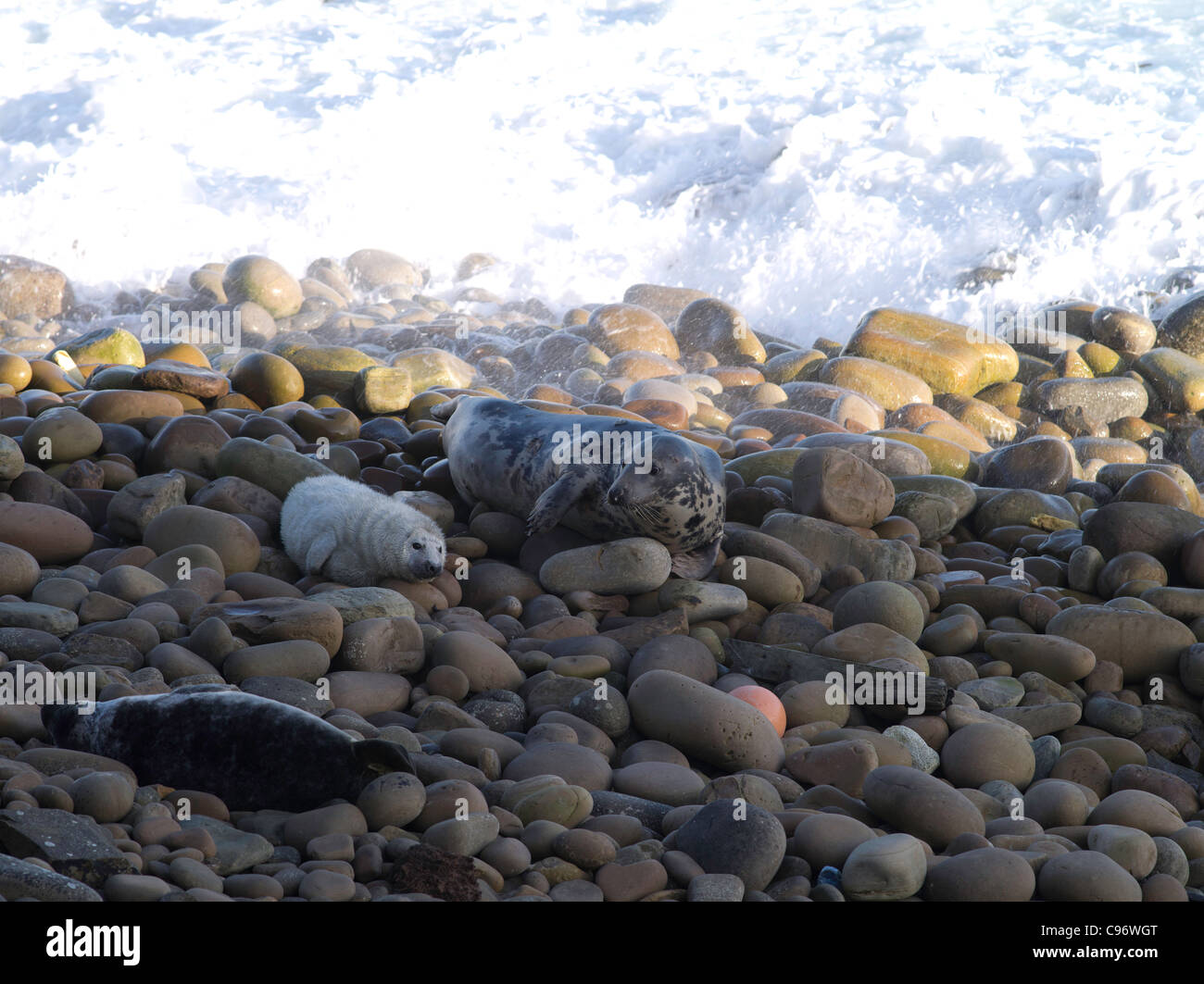 dh Halichoerus grypus SEAL UK Newborn atlantic grey seal pup and mother seal rocky shore scotland seals beach rock orkney nobody stones Stock Photo