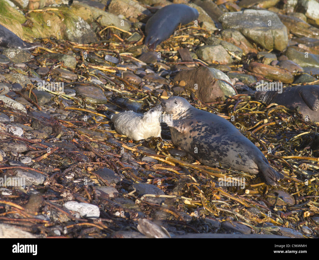 dh Atlantic Seal SEALS UK Scottish baby grey seal pup with mother seals cub shore rock halichoerus grypus group earless rocks scotland Orkney Stock Photo